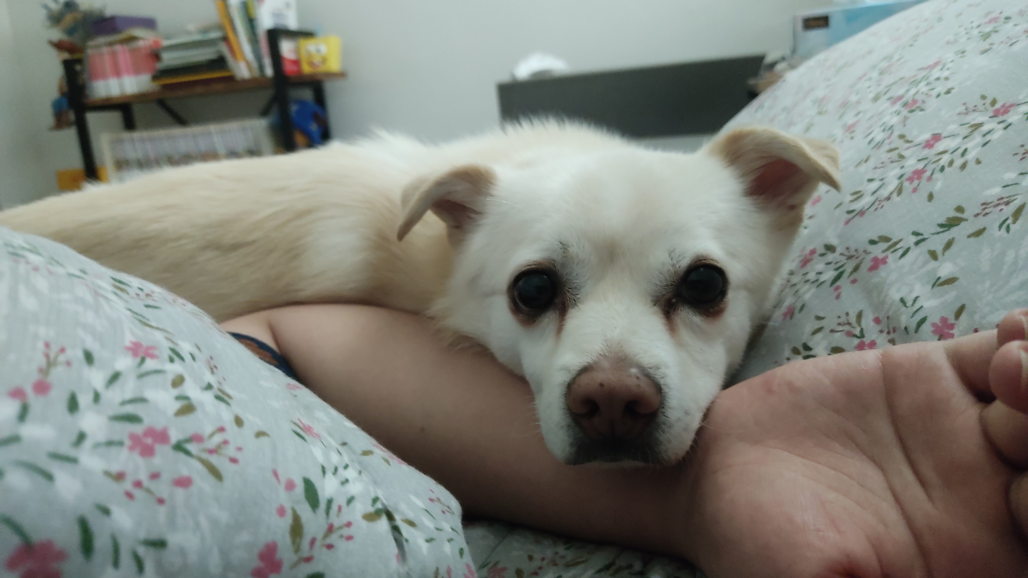 데이지 일주일 이야기