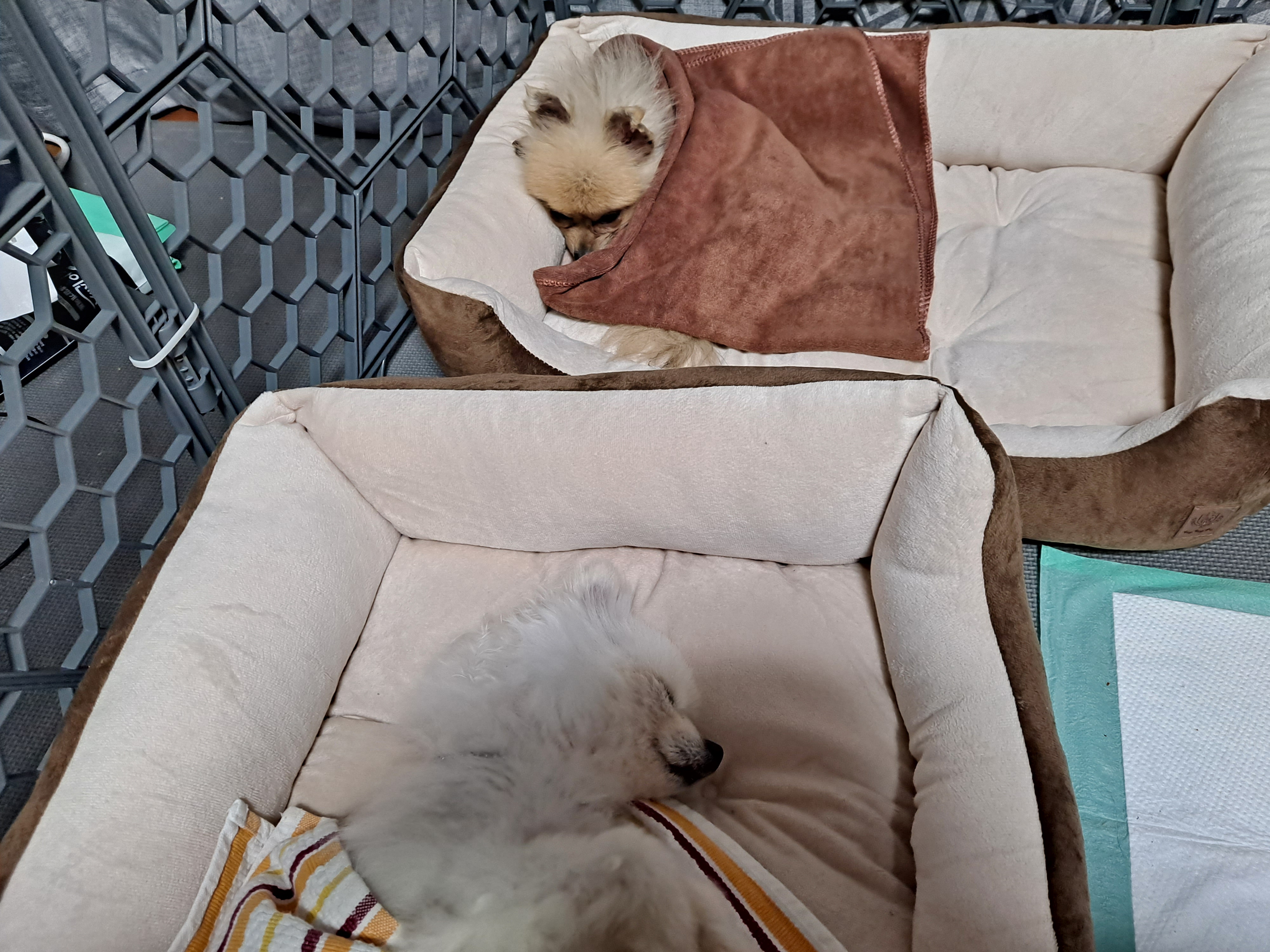 제리와 오곤(장미)