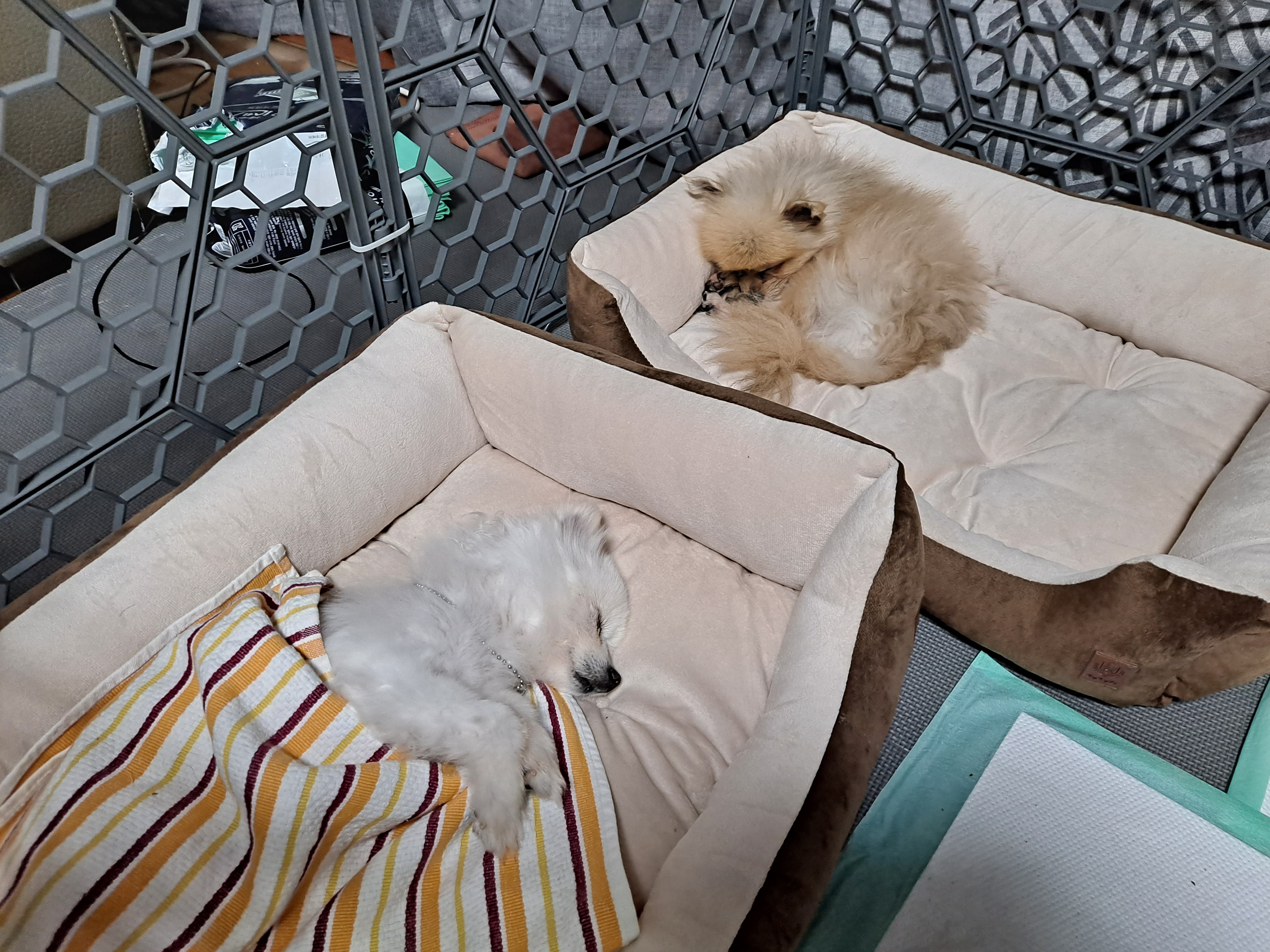 제리와 오곤(장미)