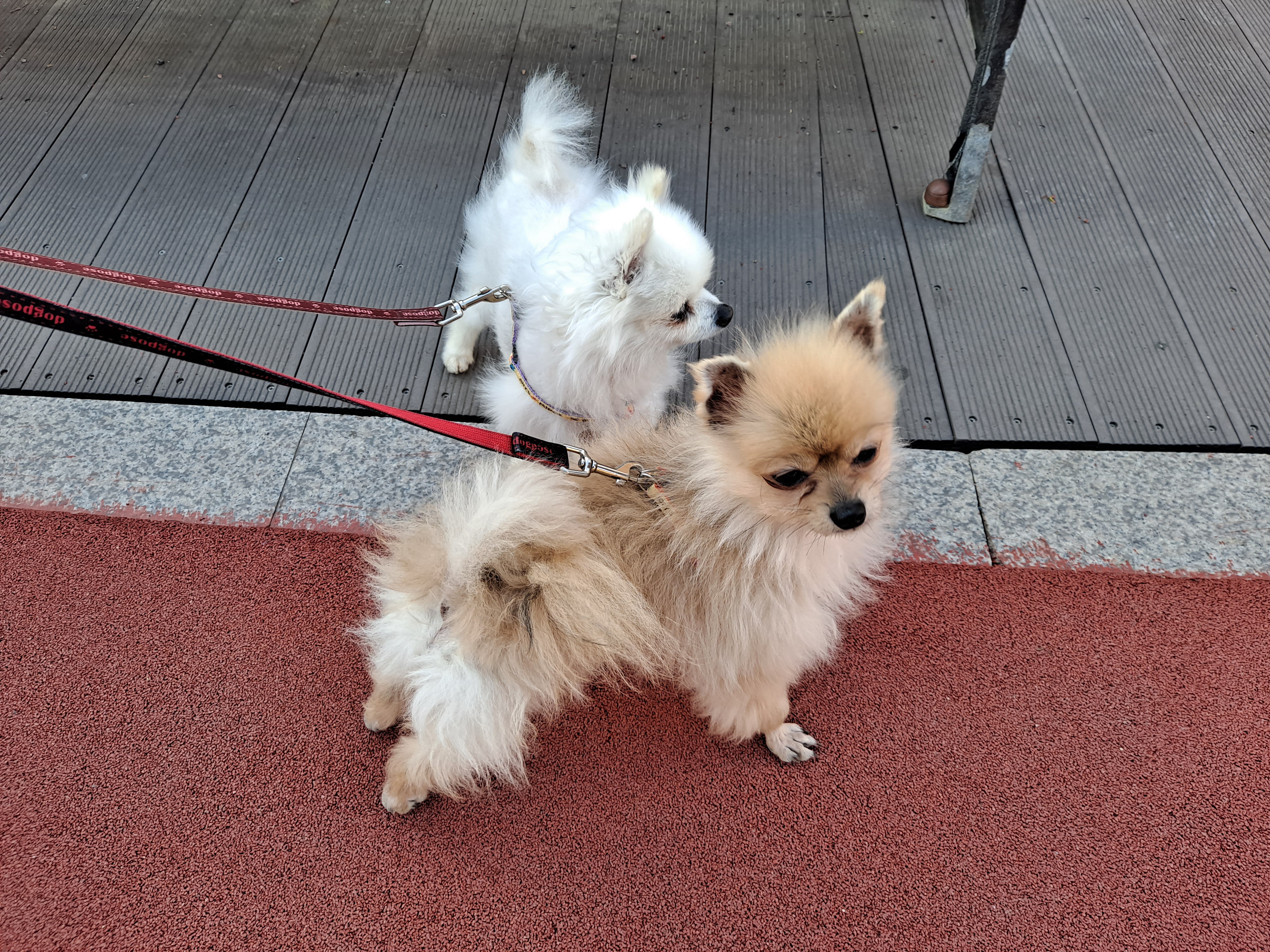 제리와 오곤(장미)