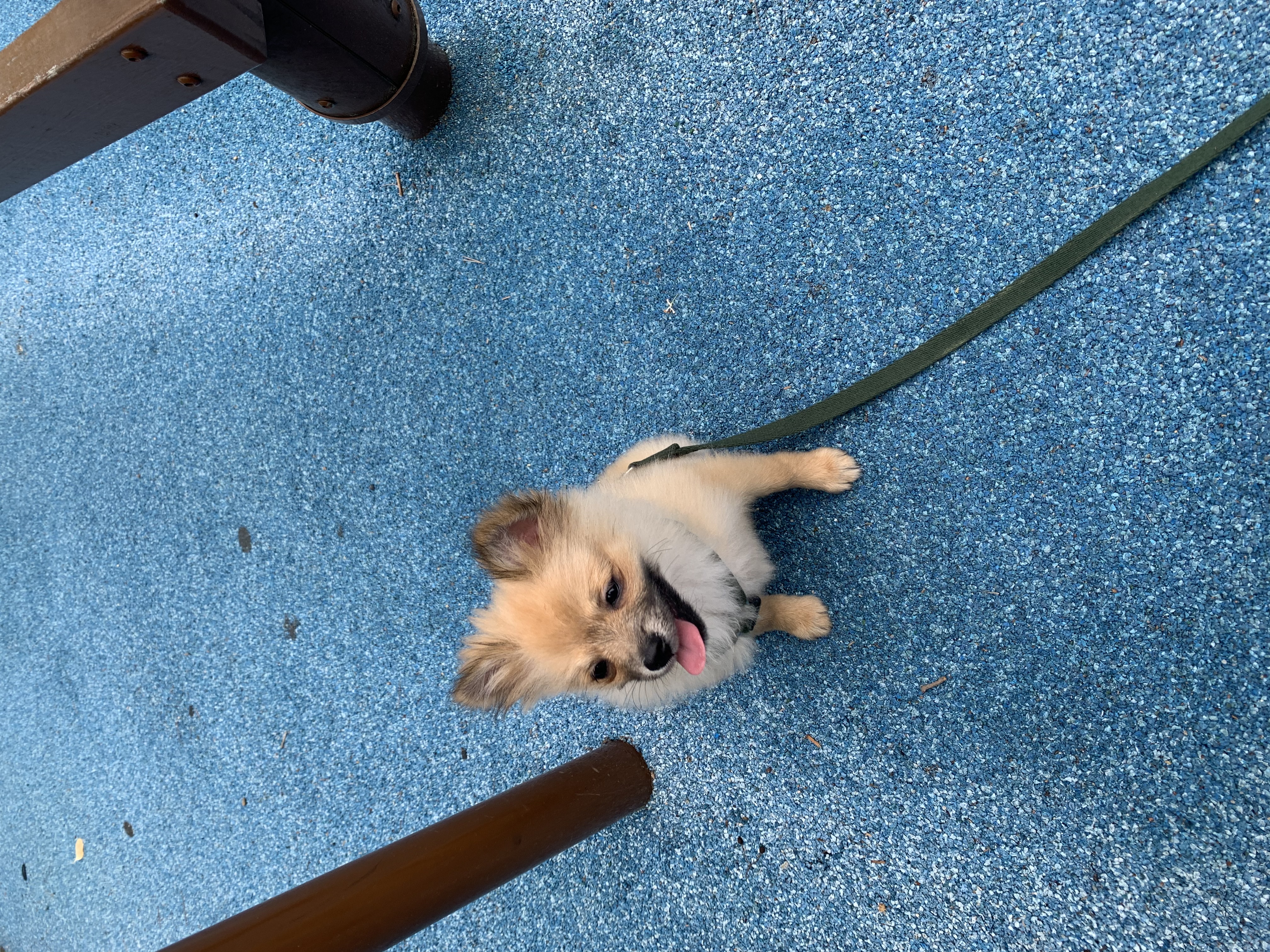 곤지암-송일/짜장이 한달 후기