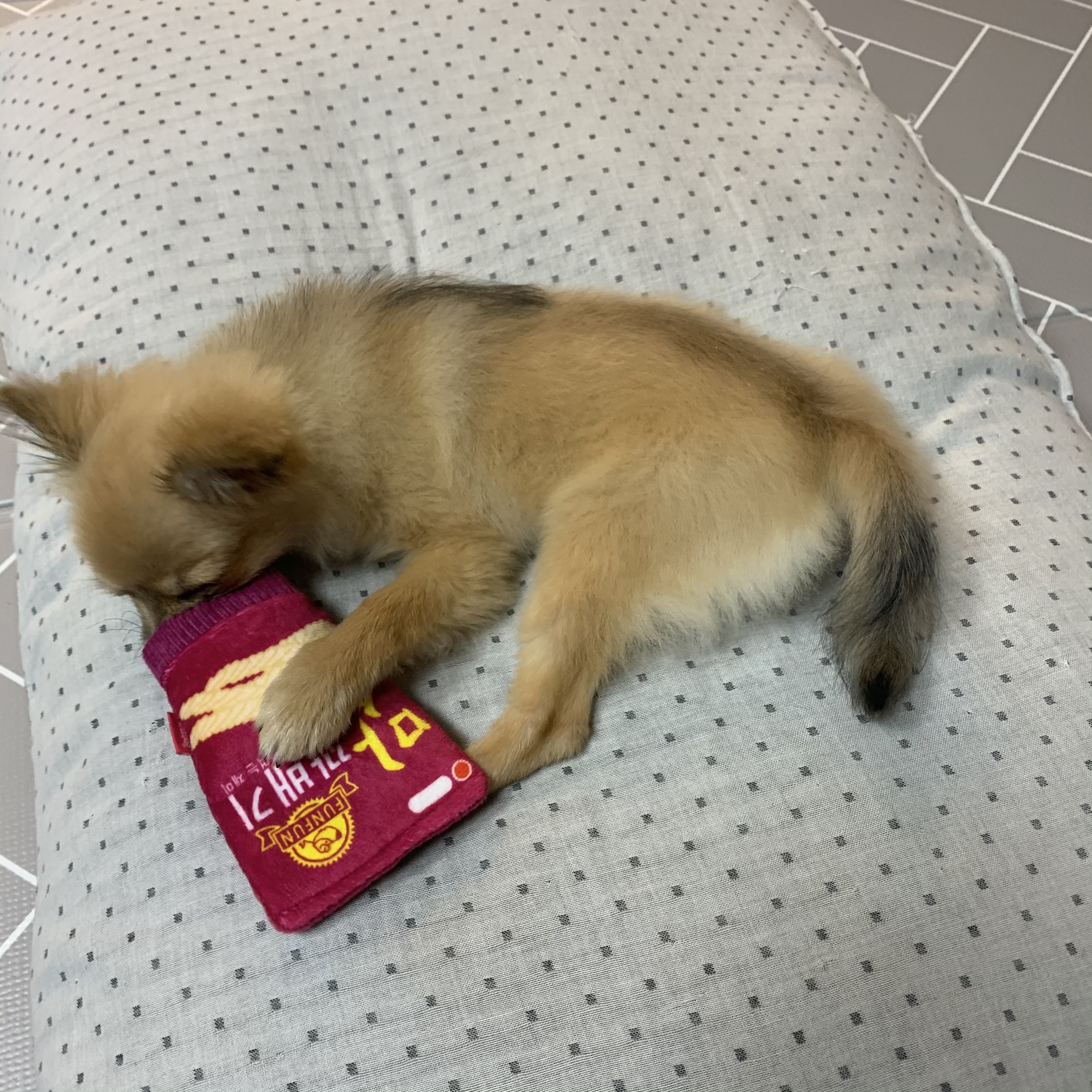 곤지암-송일/짜장이 한달 후기