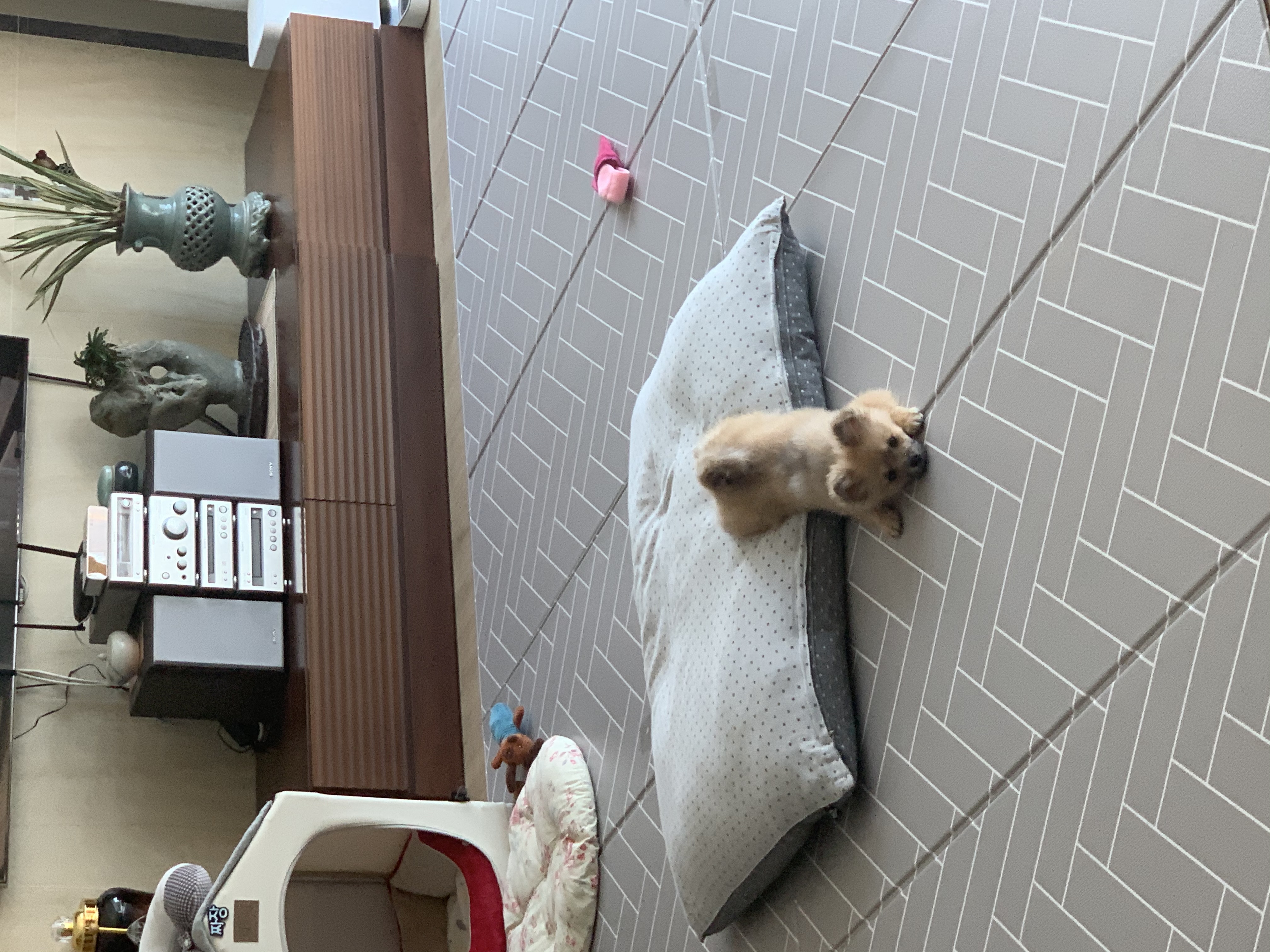 곤지암-송일/짜장이 한달 후기