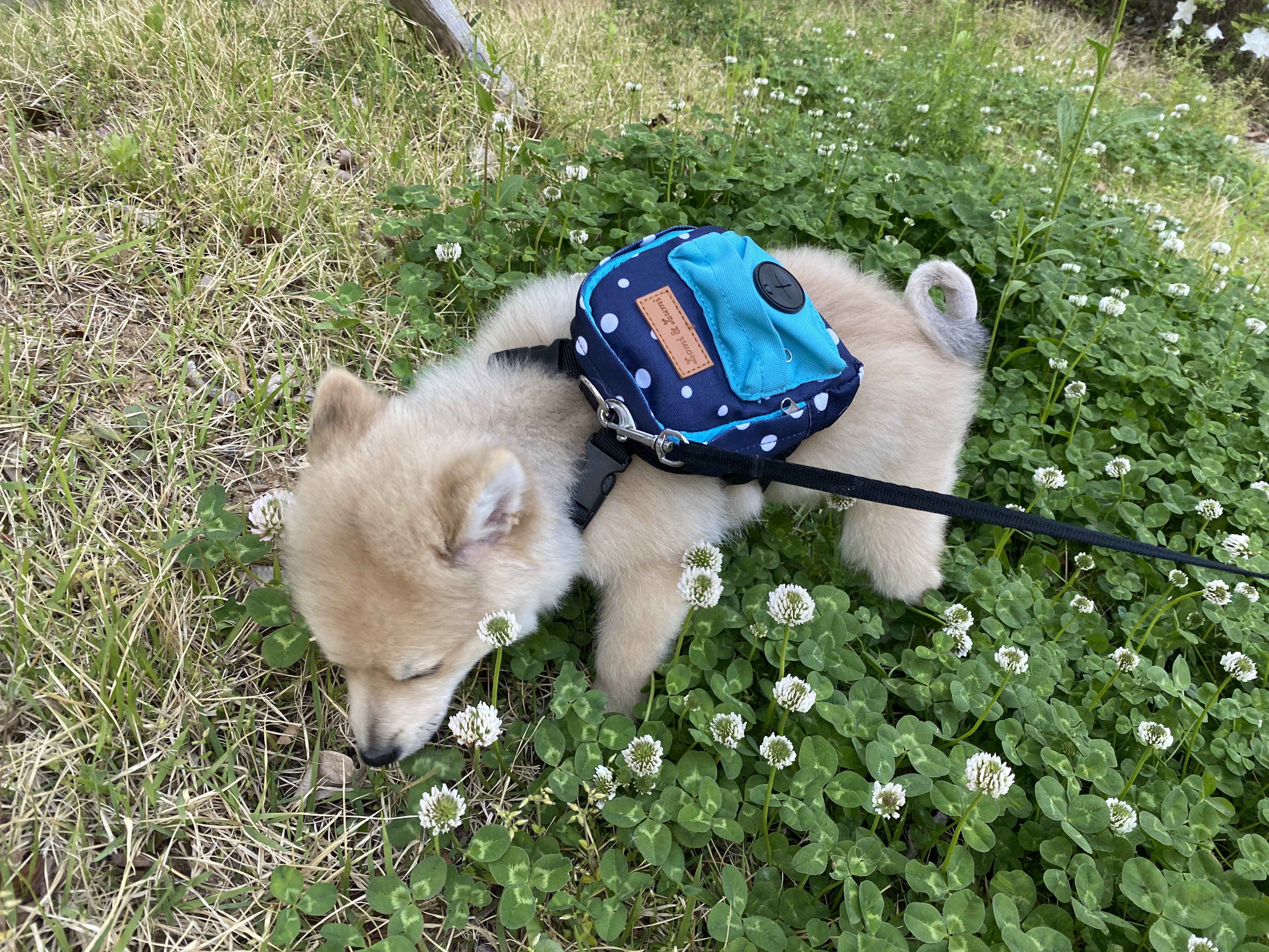 곤지암 그이(복실이) 3개월차 입양후기