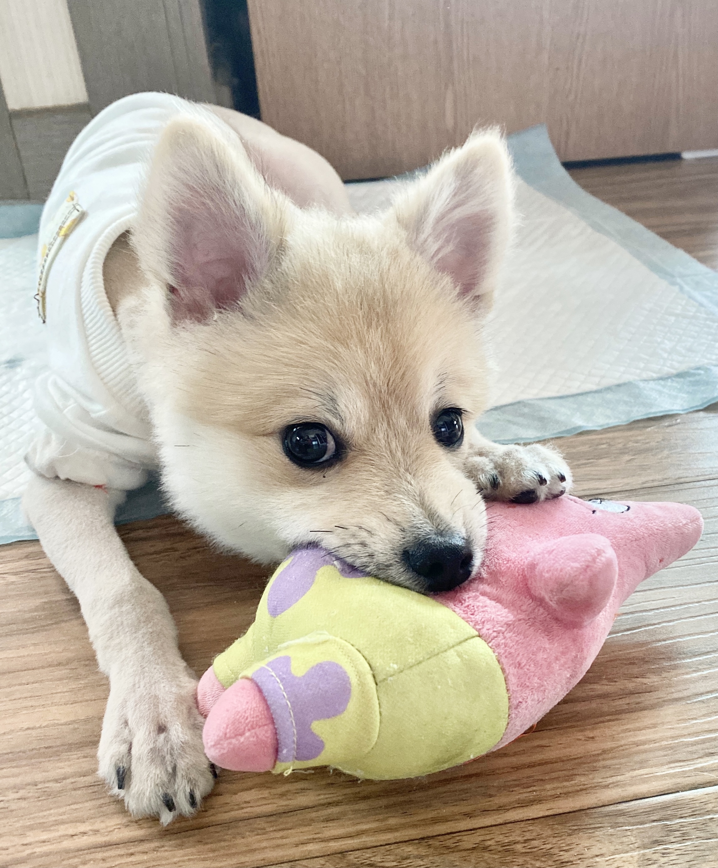 곤지암 그이(복실이) 3개월차 입양후기