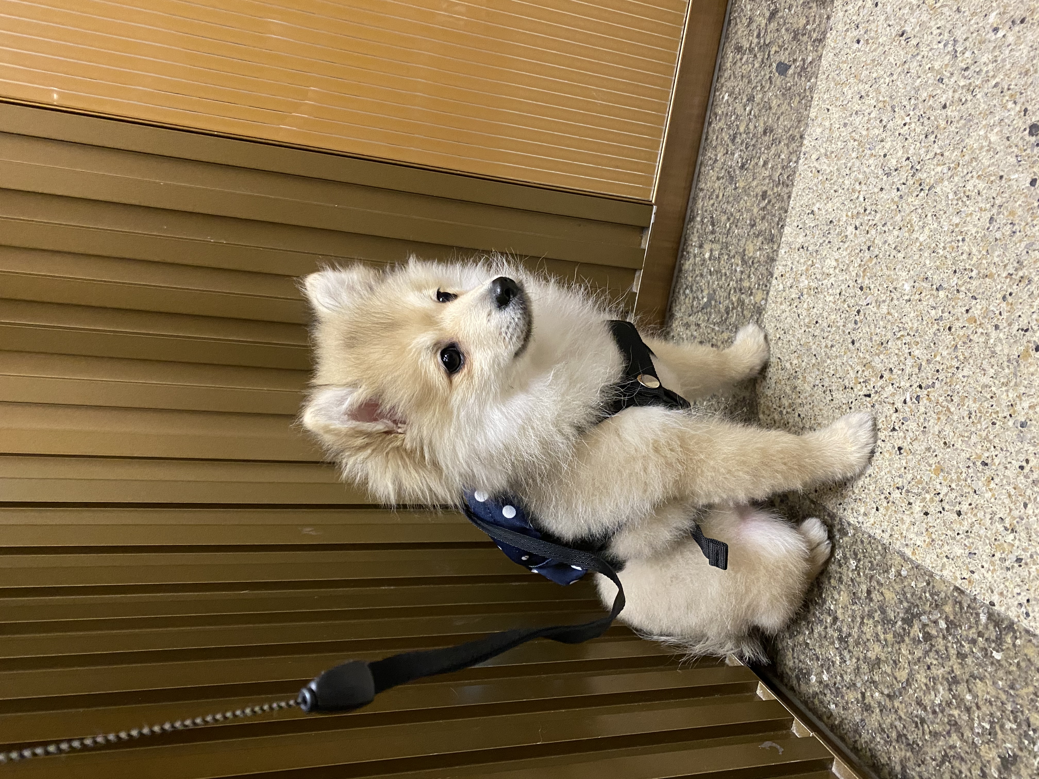 곤지암 그이(복실이) 3개월차 입양후기