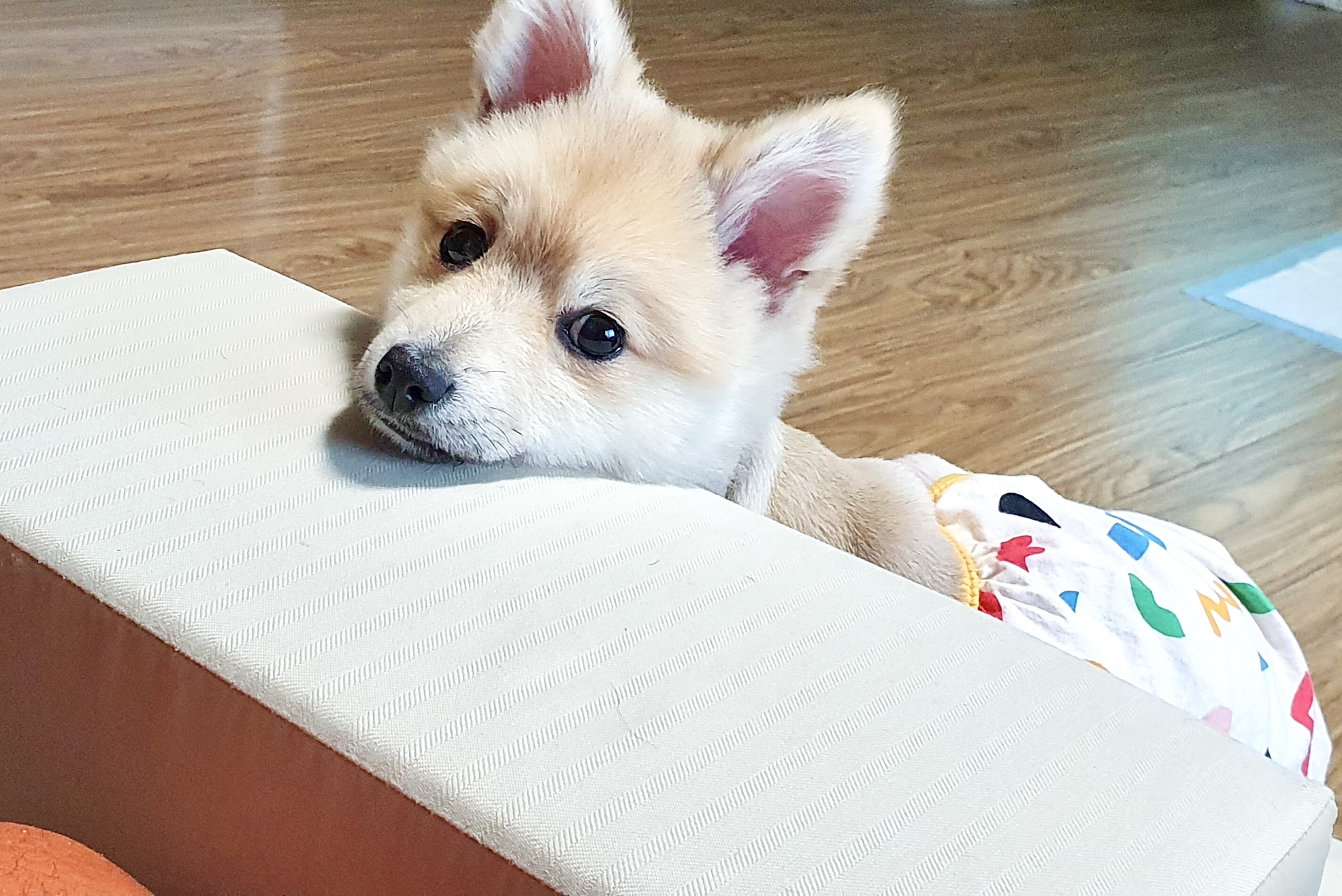 곤지암 그이(복실이) 3개월차 입양후기