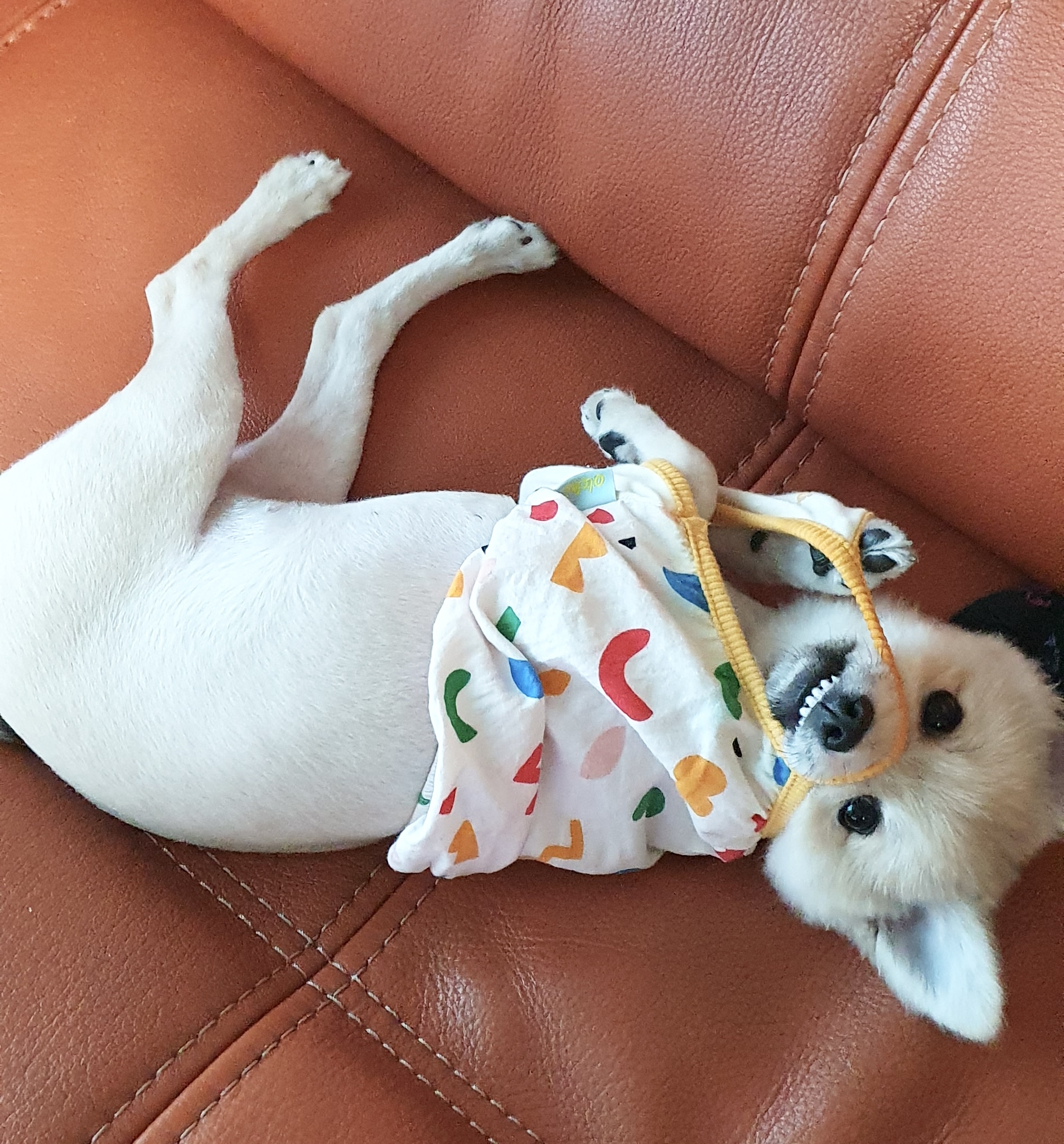 곤지암 그이(복실이) 3개월차 입양후기