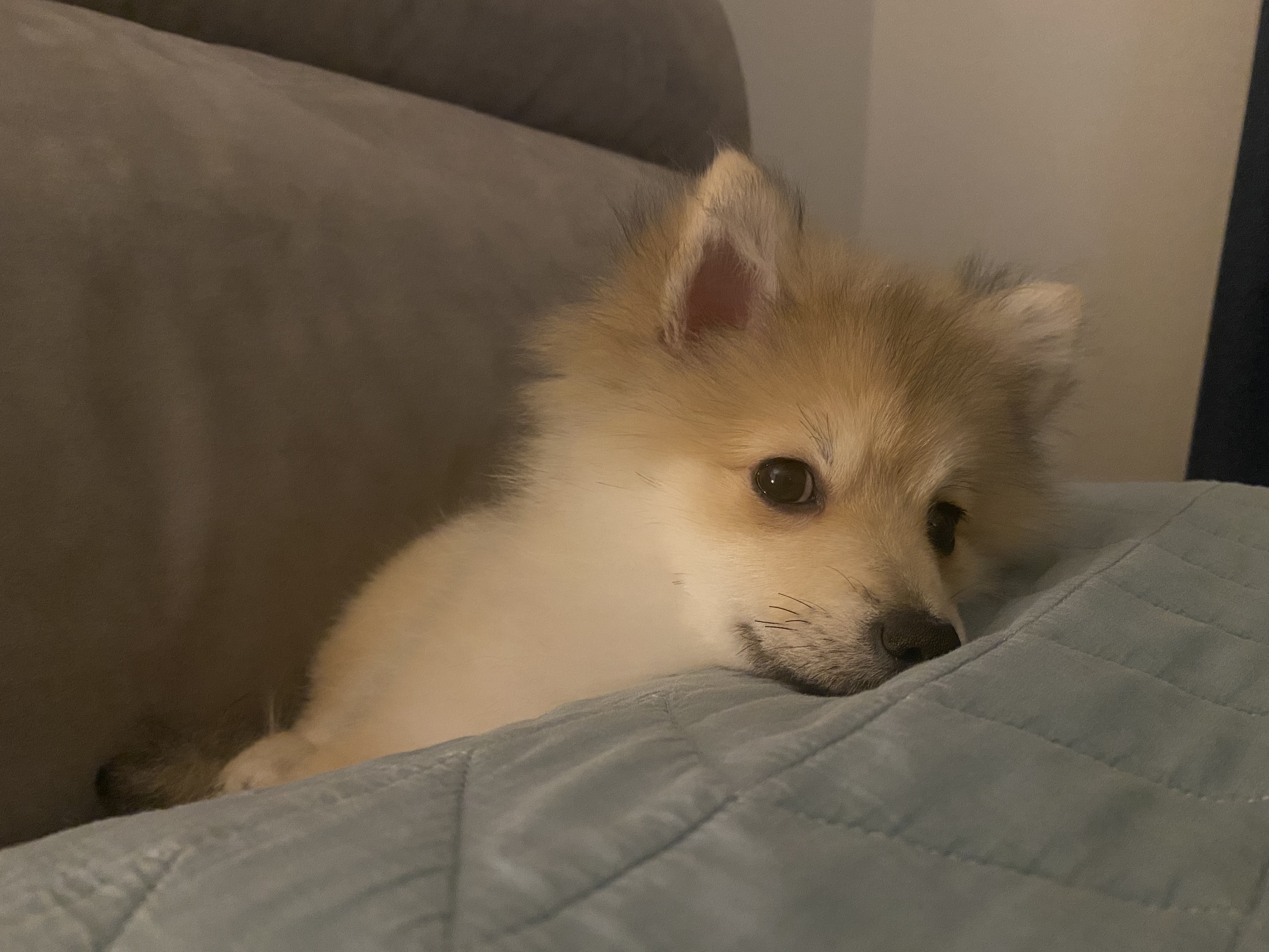 곤지암 그이(복실이) 3개월차 입양후기