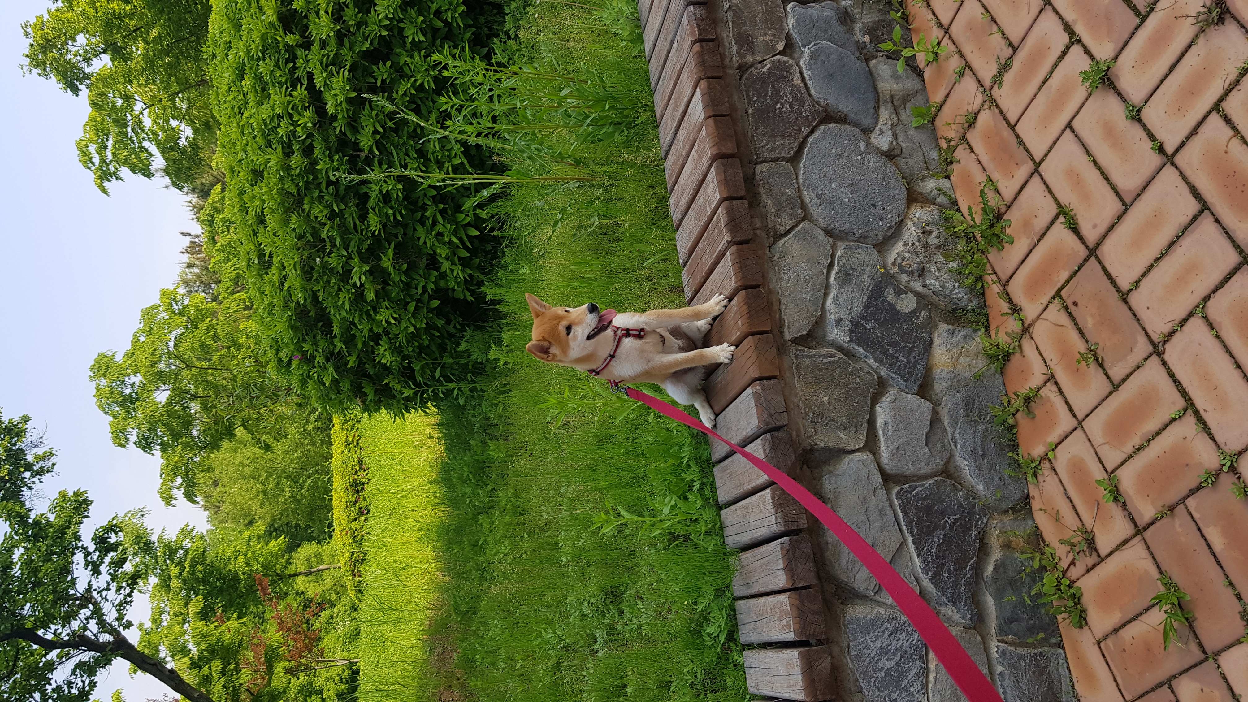 곤지암네시 (현:별이)늦은한달후기