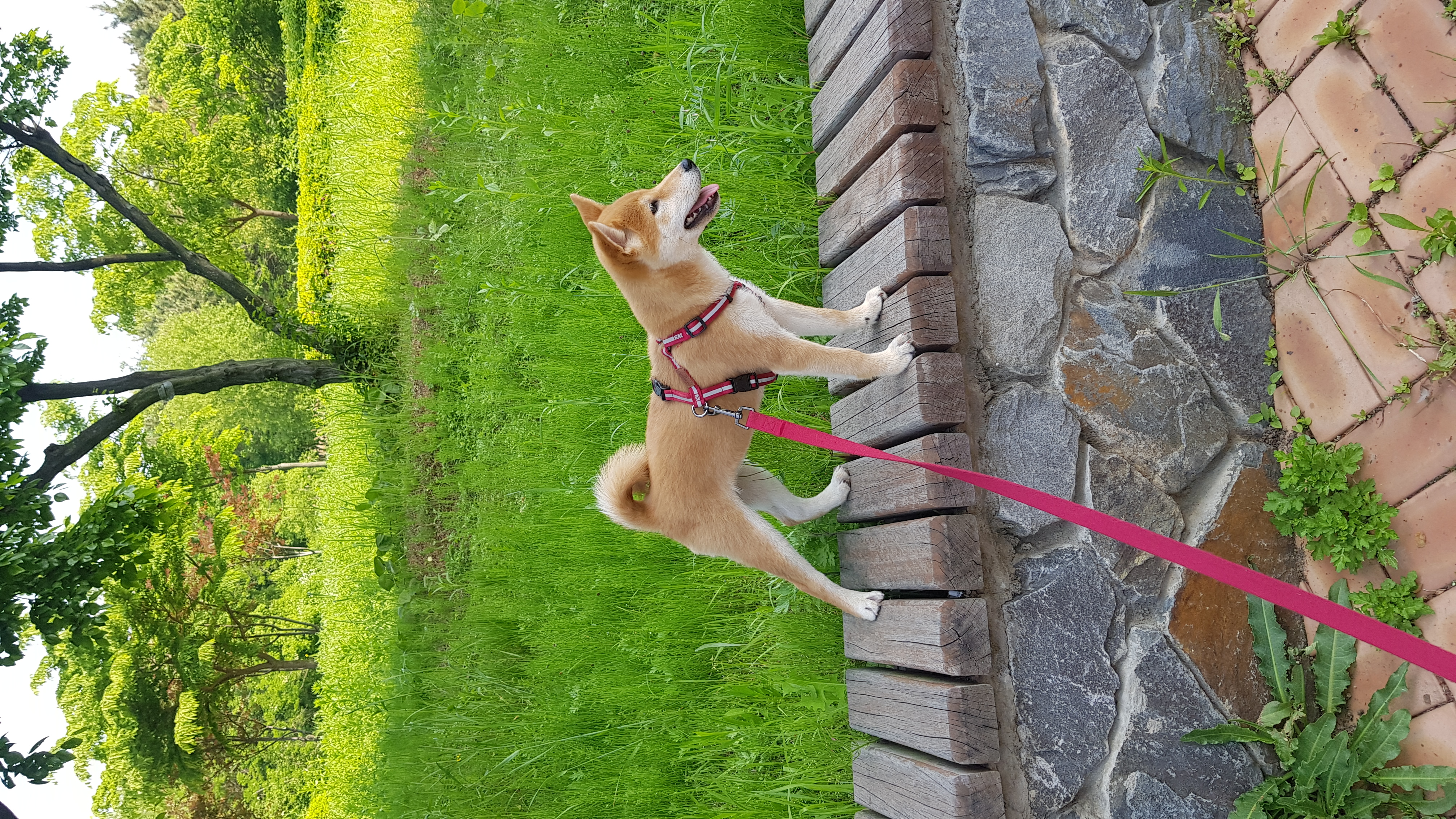 곤지암네시 (현:별이)늦은한달후기