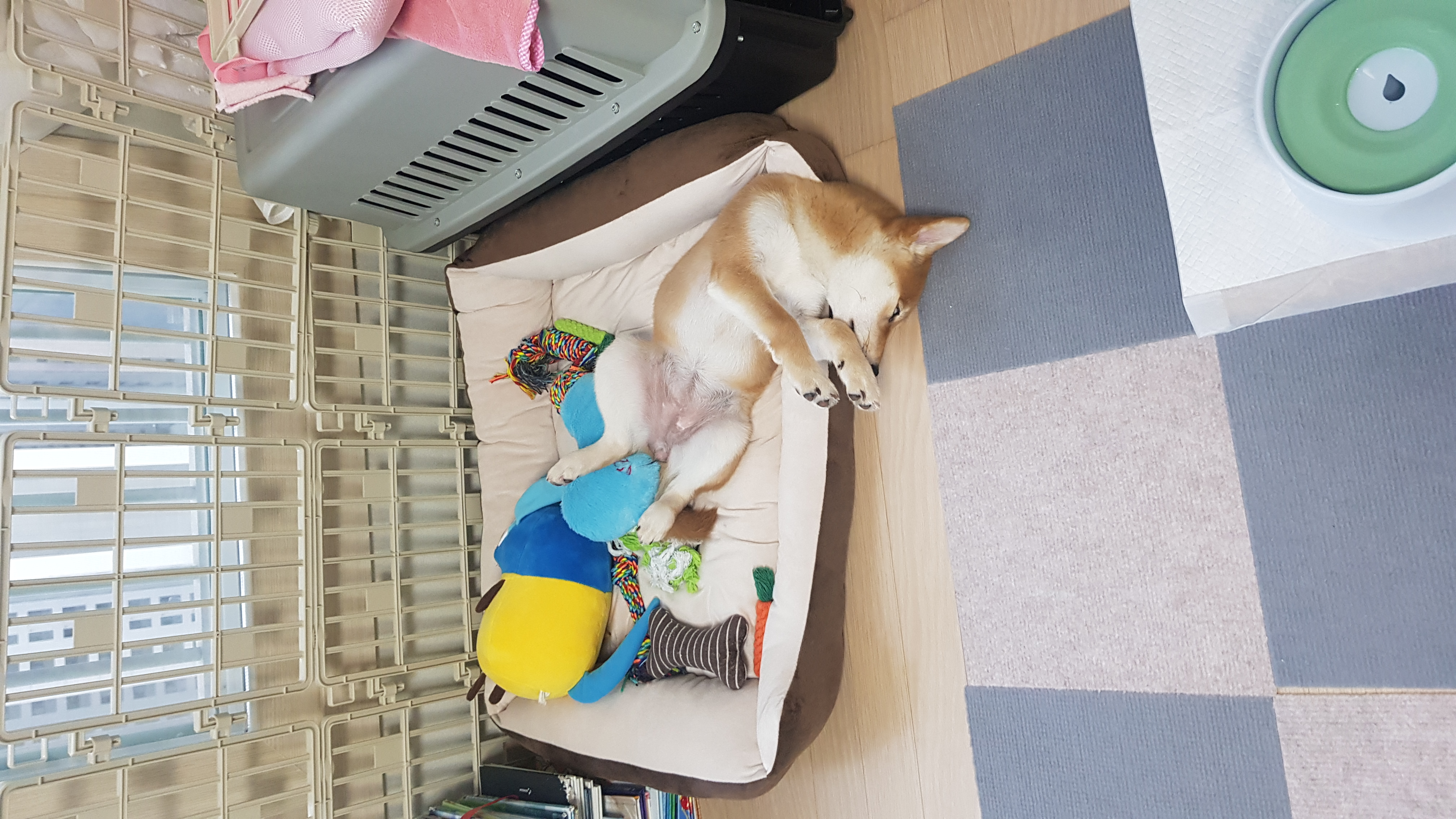 곤지암네시 (현:별이)늦은한달후기