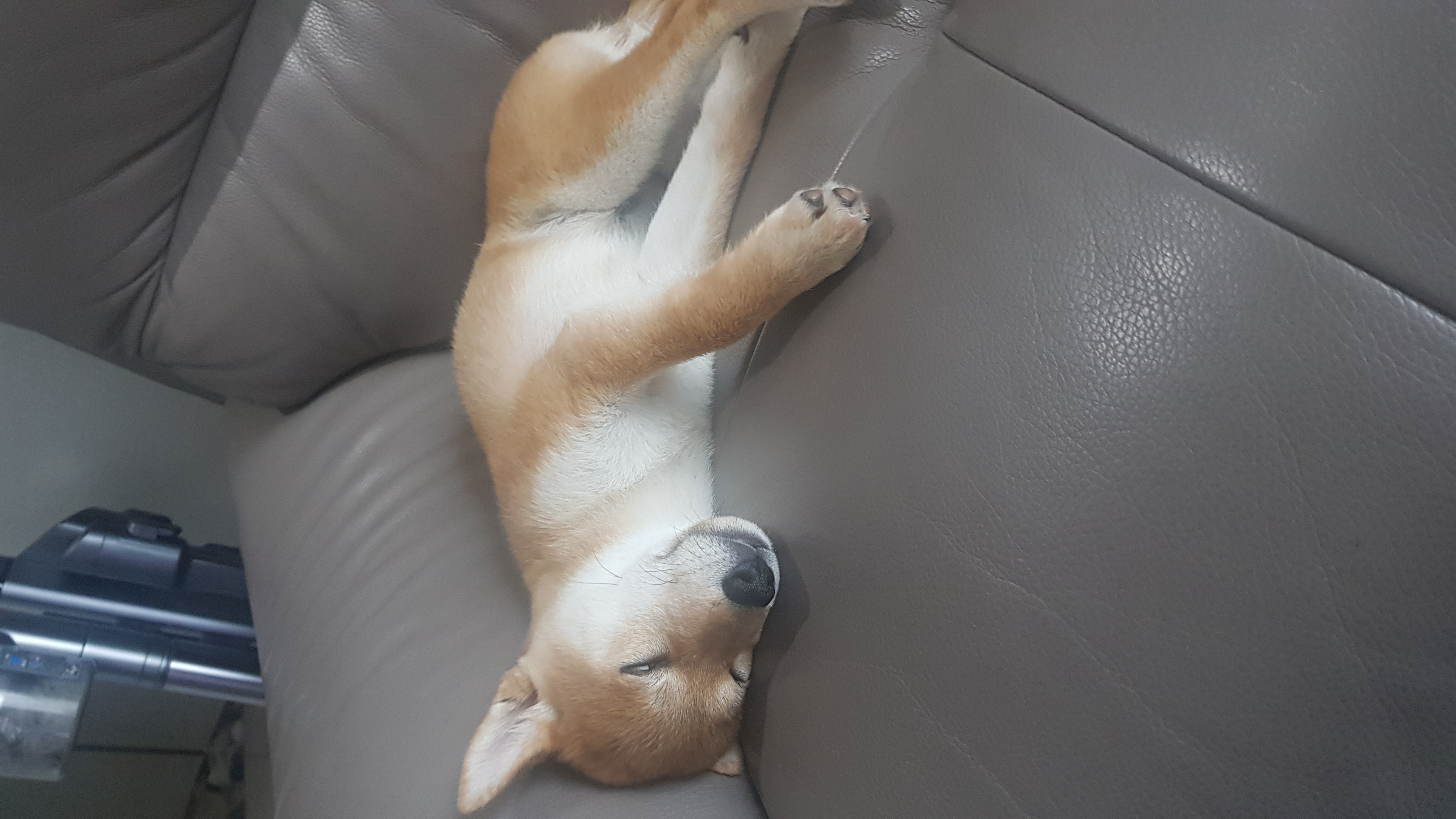 곤지암네시 (현:별이)늦은한달후기