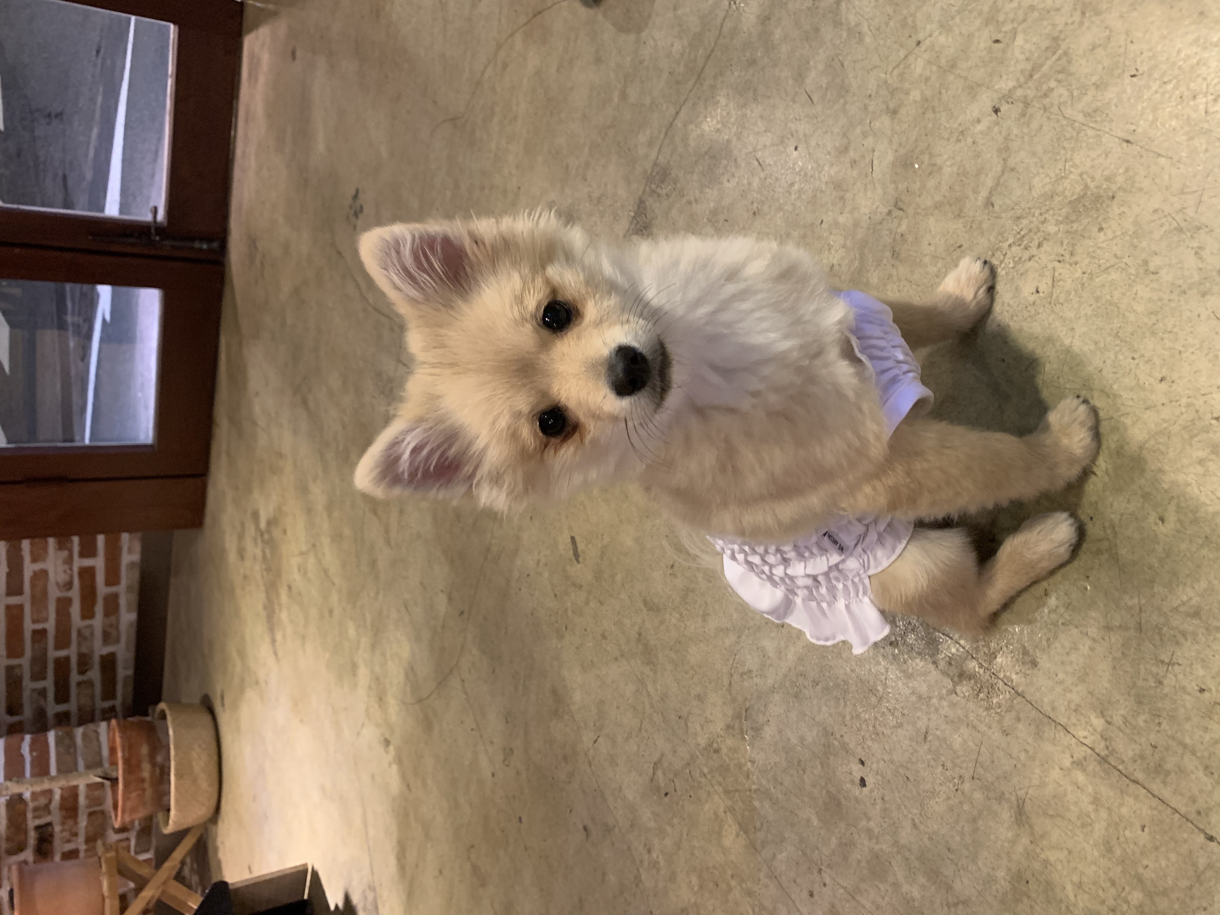 그삼이(근이) 입양 3개월 후기 입니다