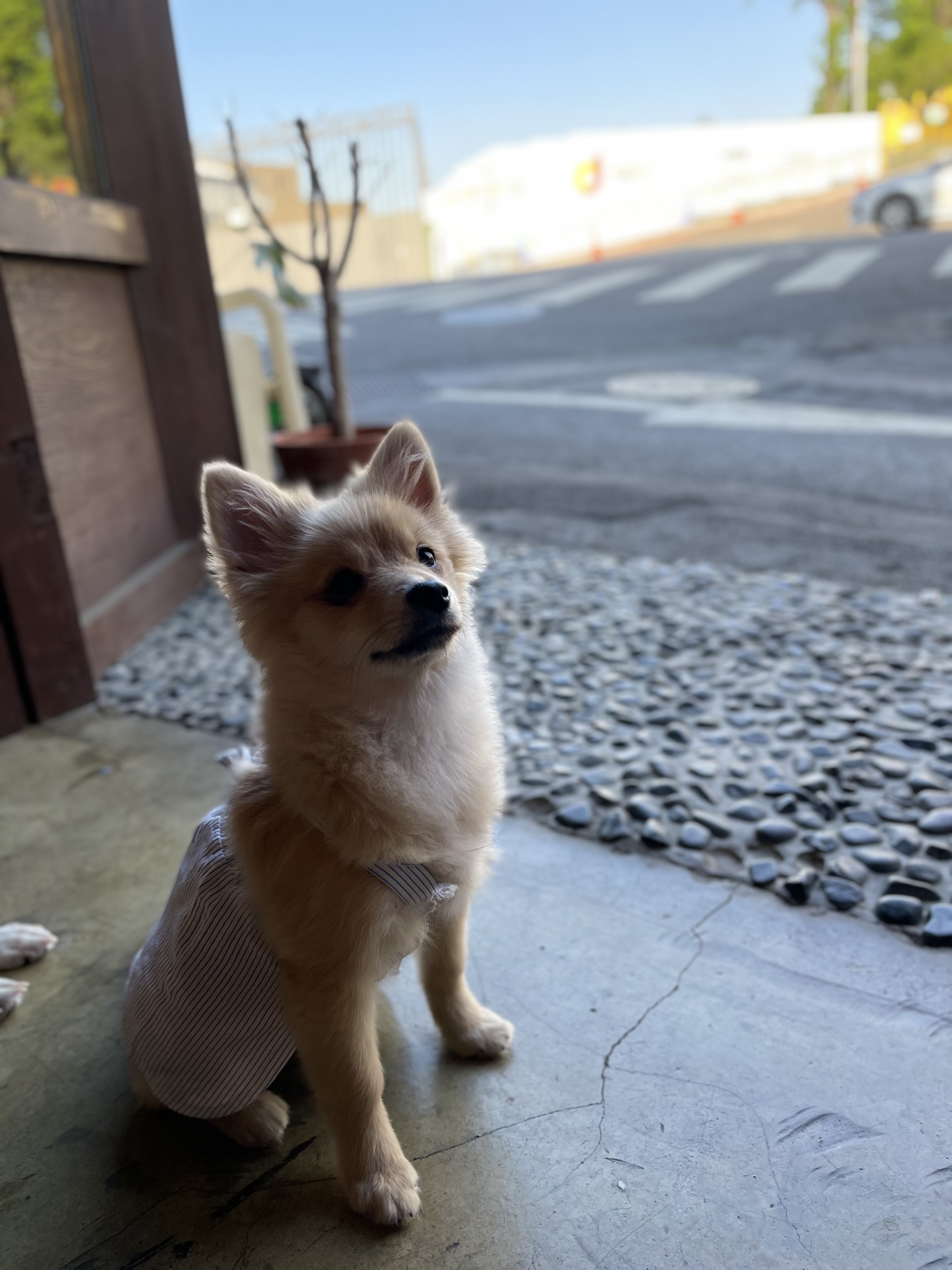 그삼이(근이) 입양 3개월 후기 입니다