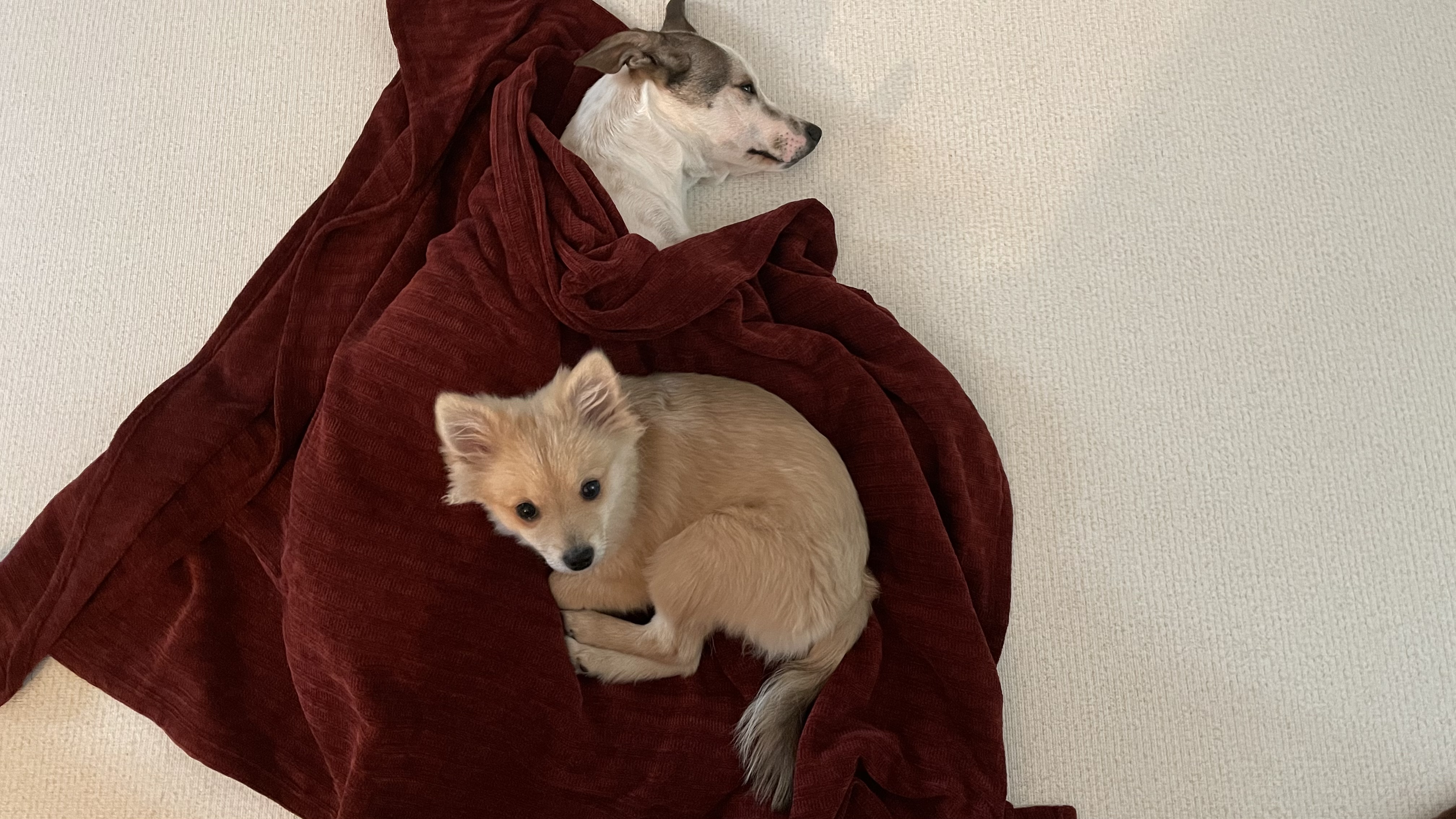 그삼이(근이) 입양 3개월 후기 입니다