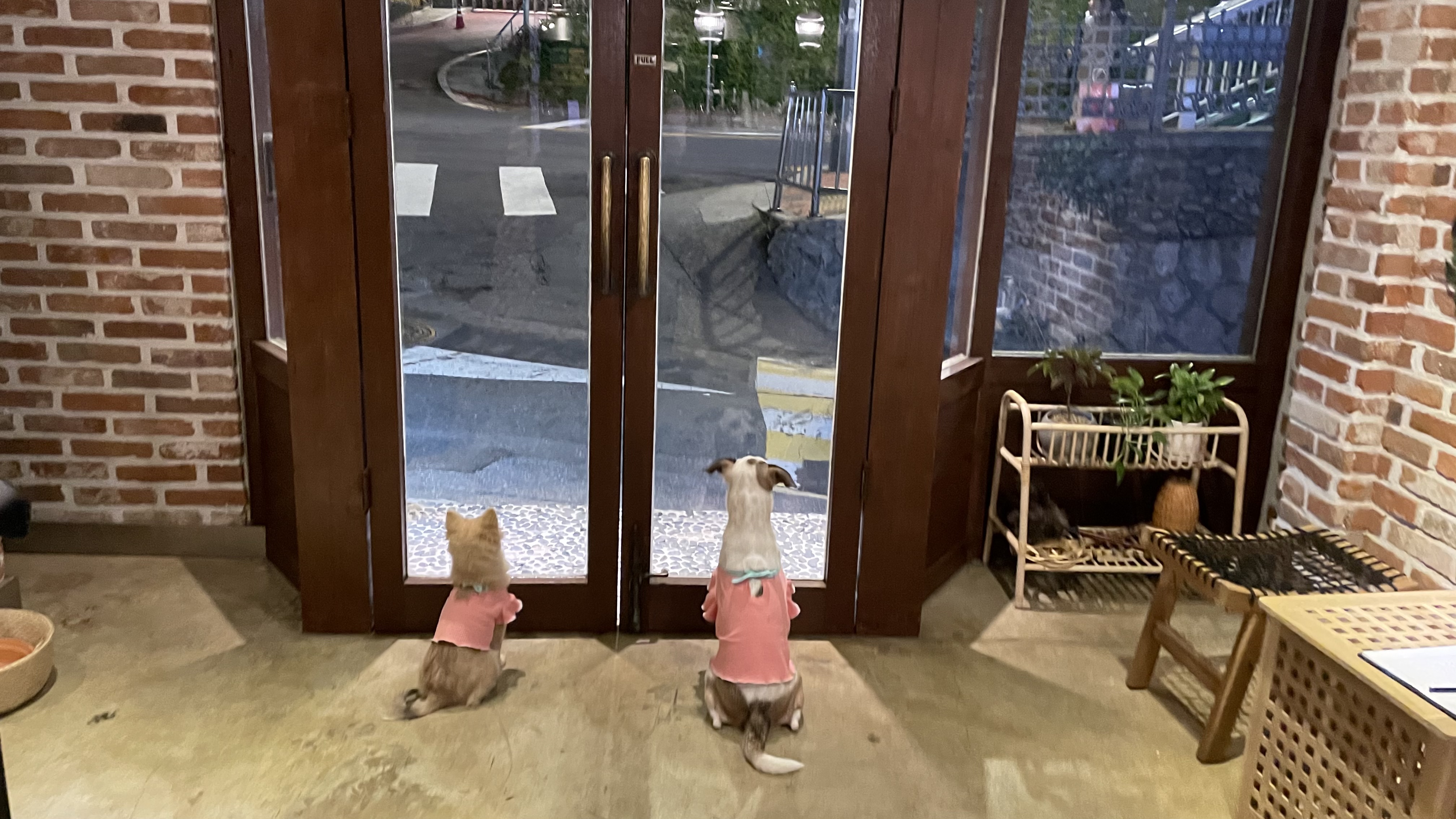 그삼이(근이) 입양 3개월 후기 입니다