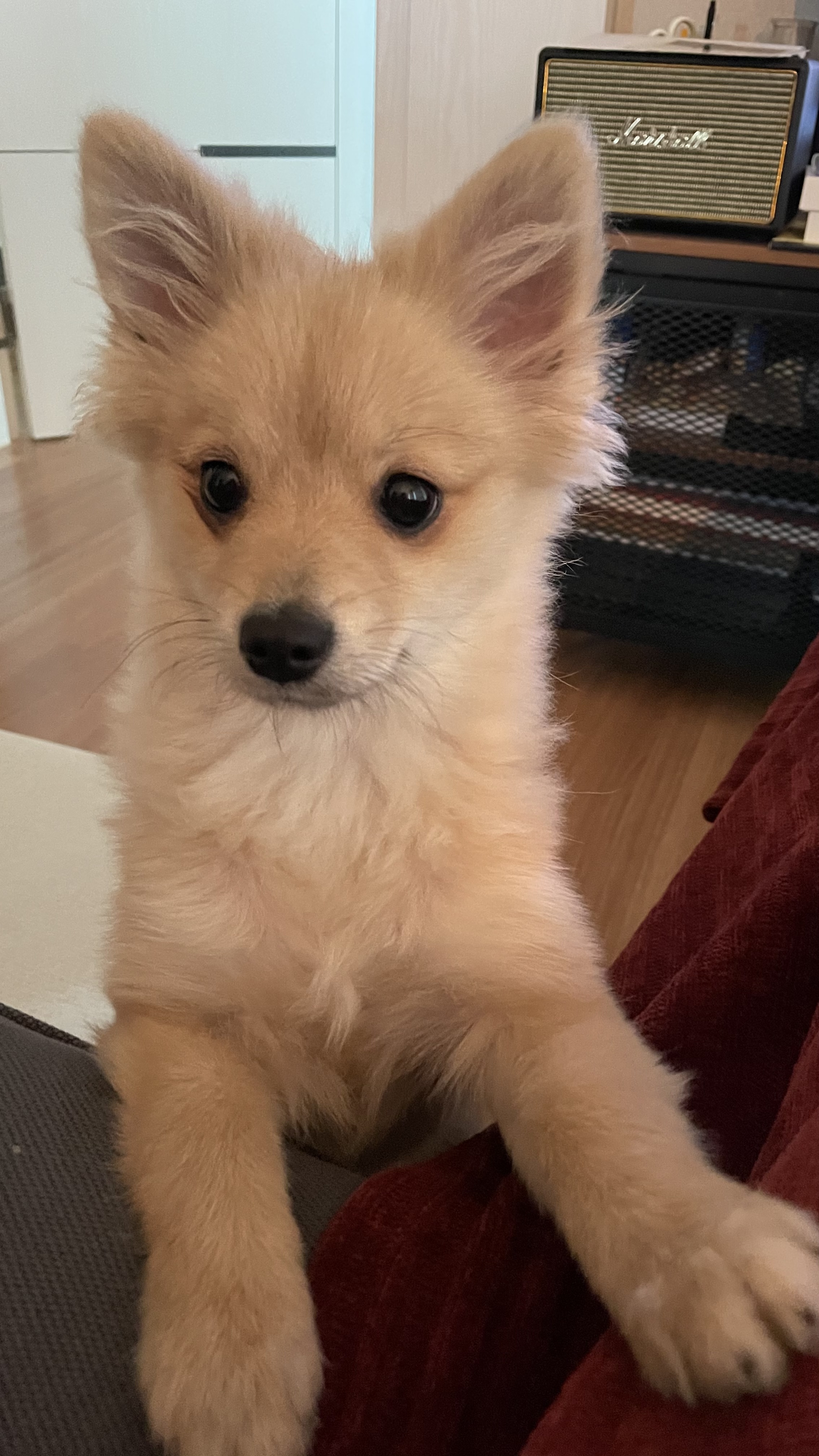 그삼이(근이) 입양 3개월 후기 입니다