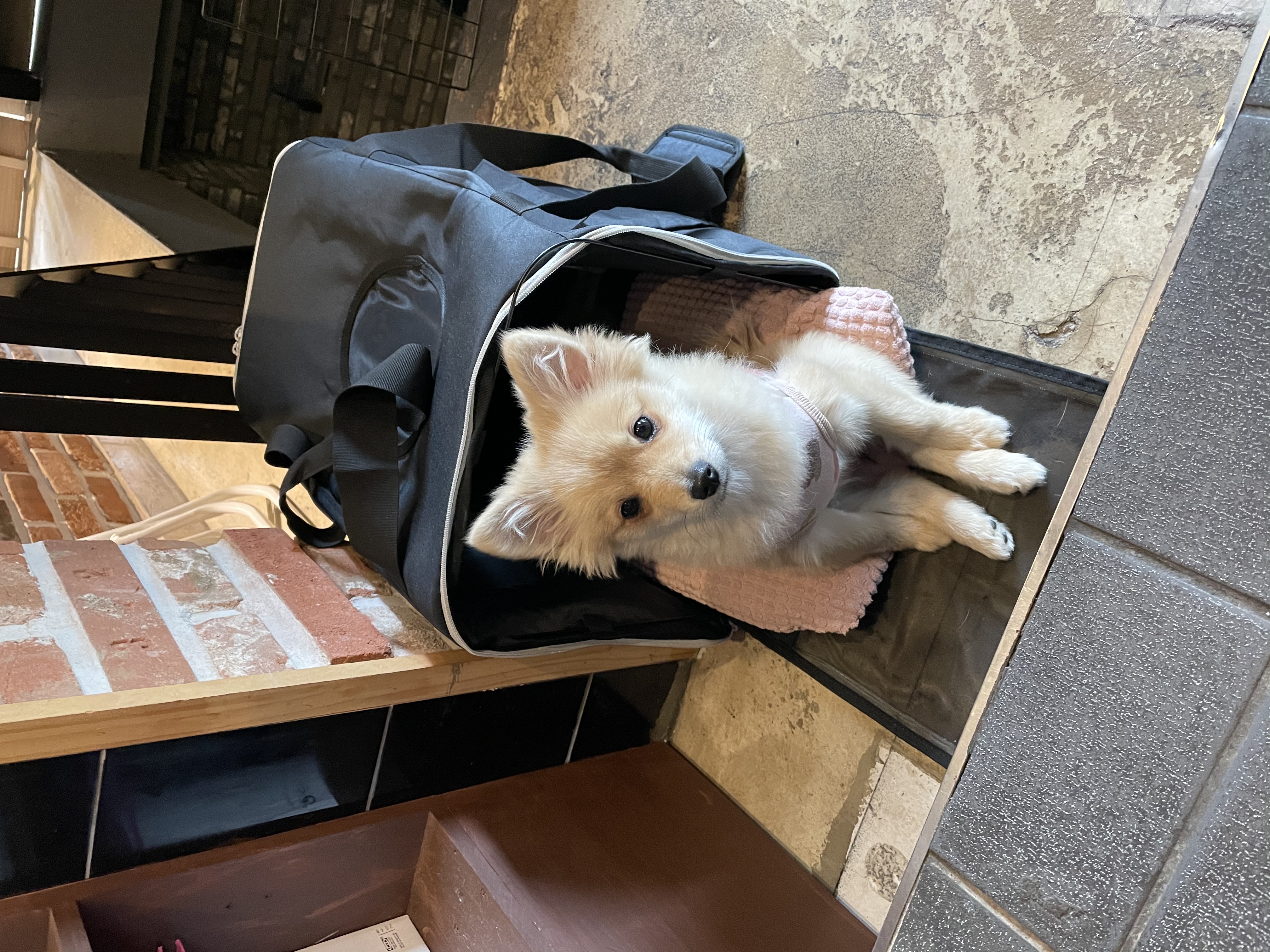 그삼이(근이) 입양 3개월 후기 입니다