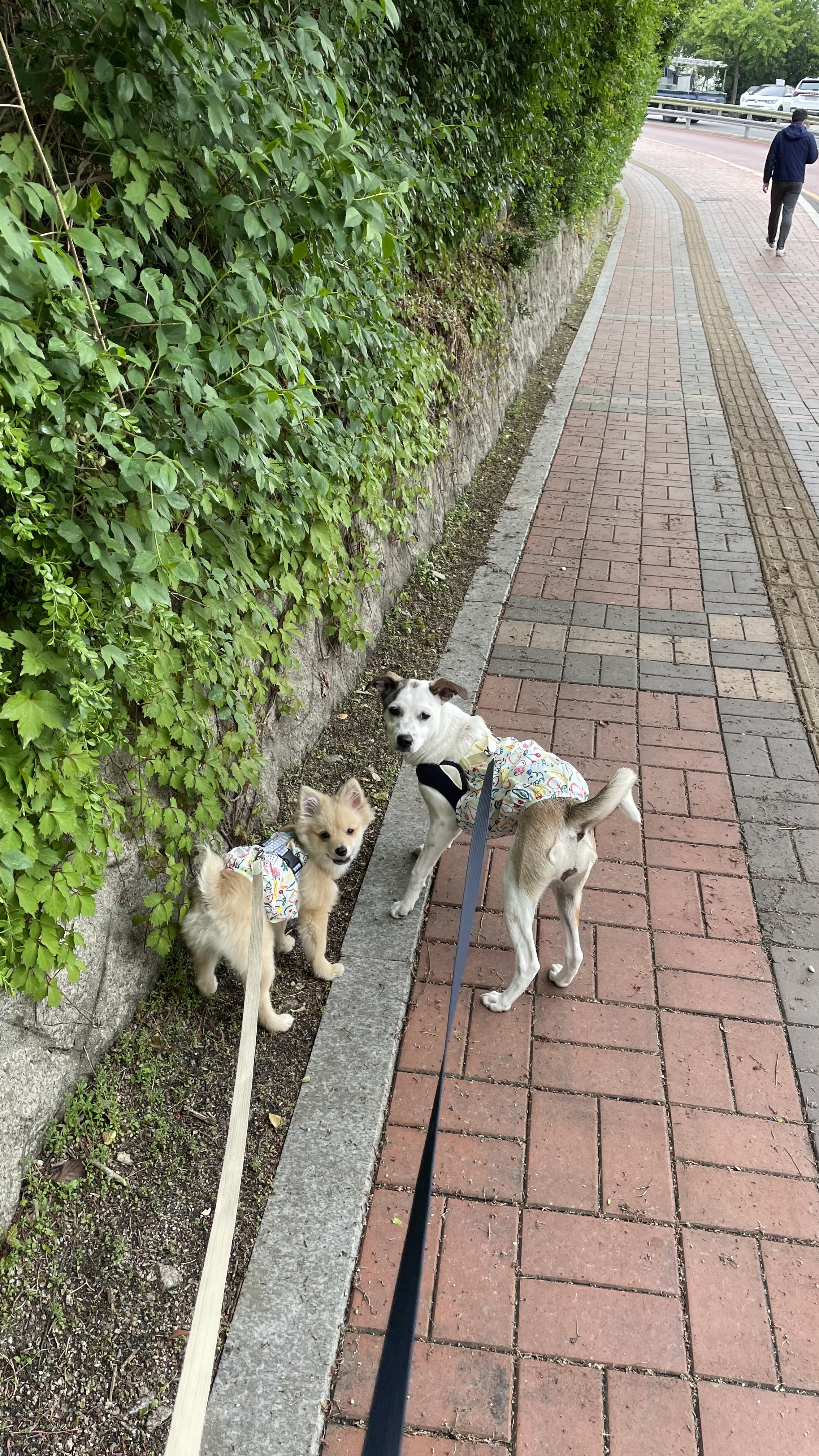 그삼이(근이) 입양 3개월 후기 입니다