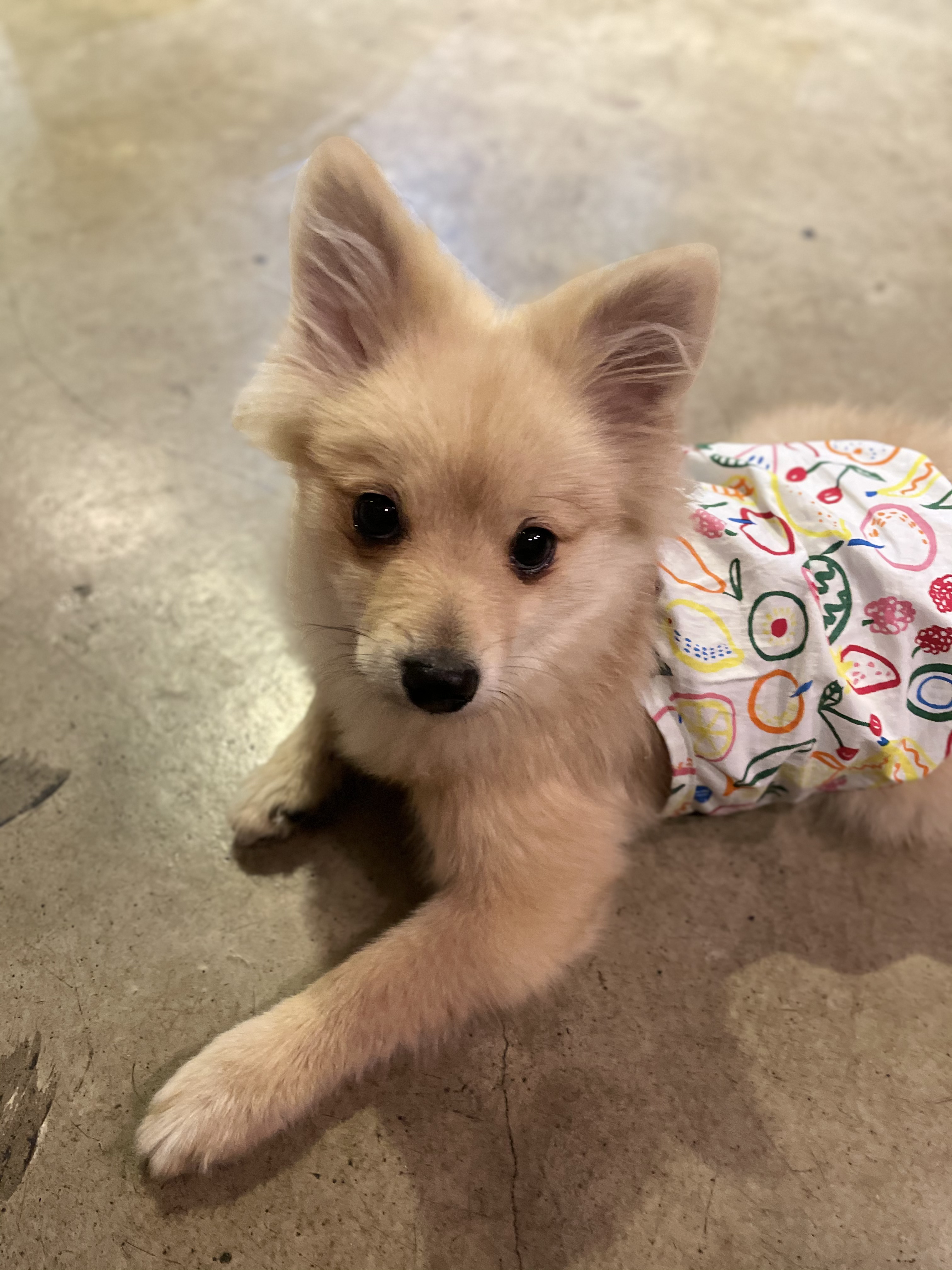 그삼이(근이) 입양 3개월 후기 입니다