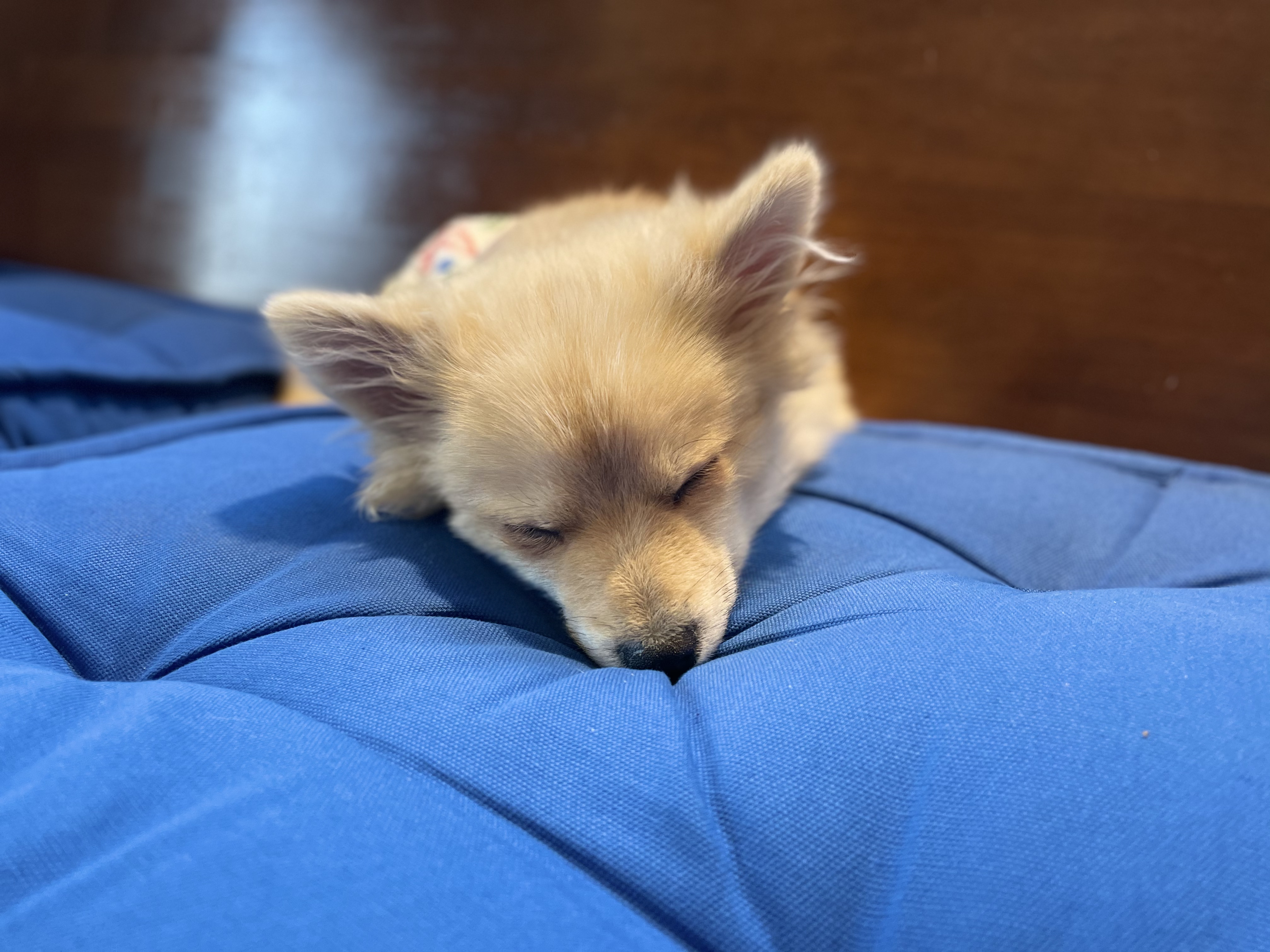 그삼이(근이) 입양 3개월 후기 입니다