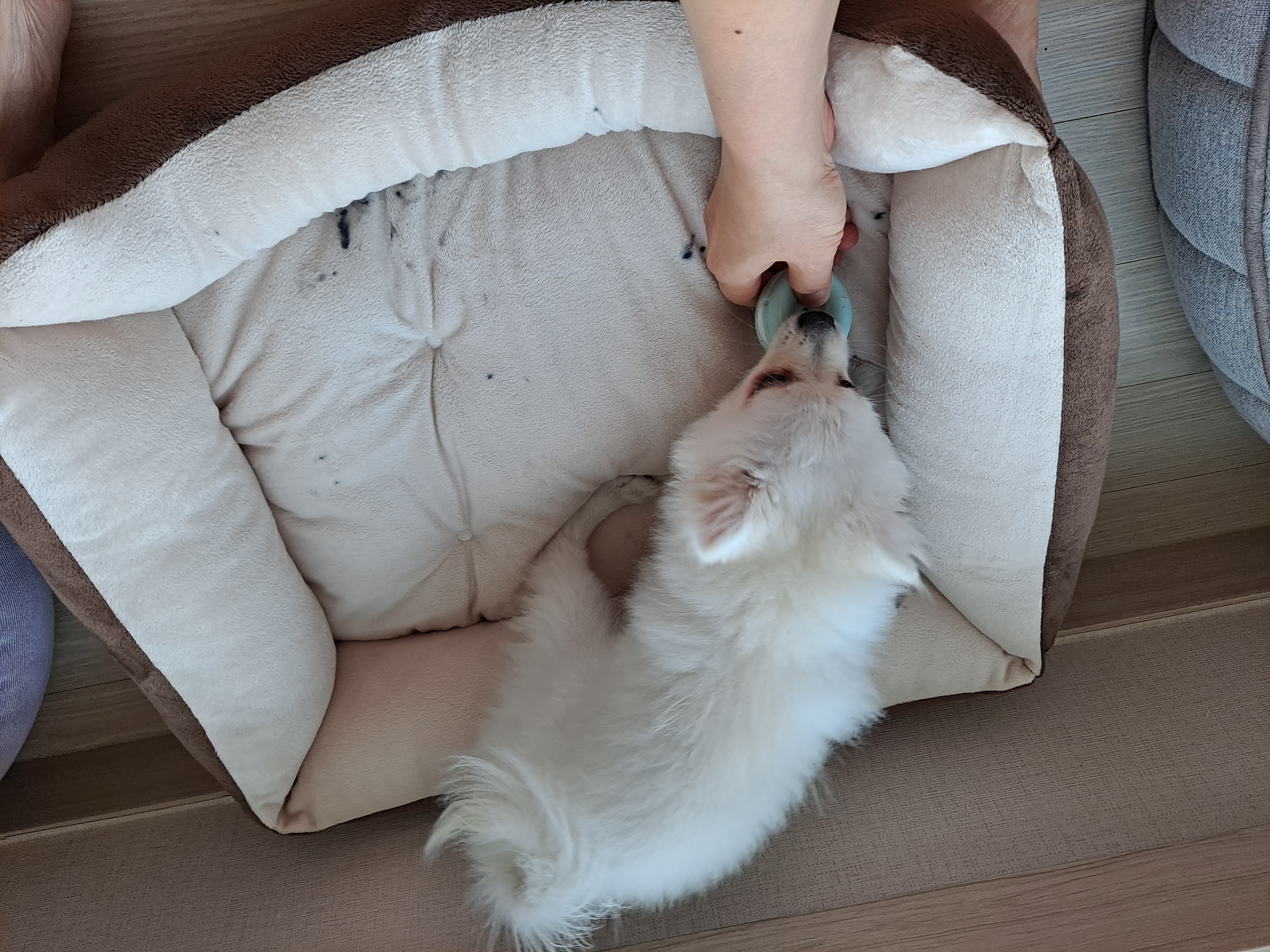 미미(송이)1개월후기입니다