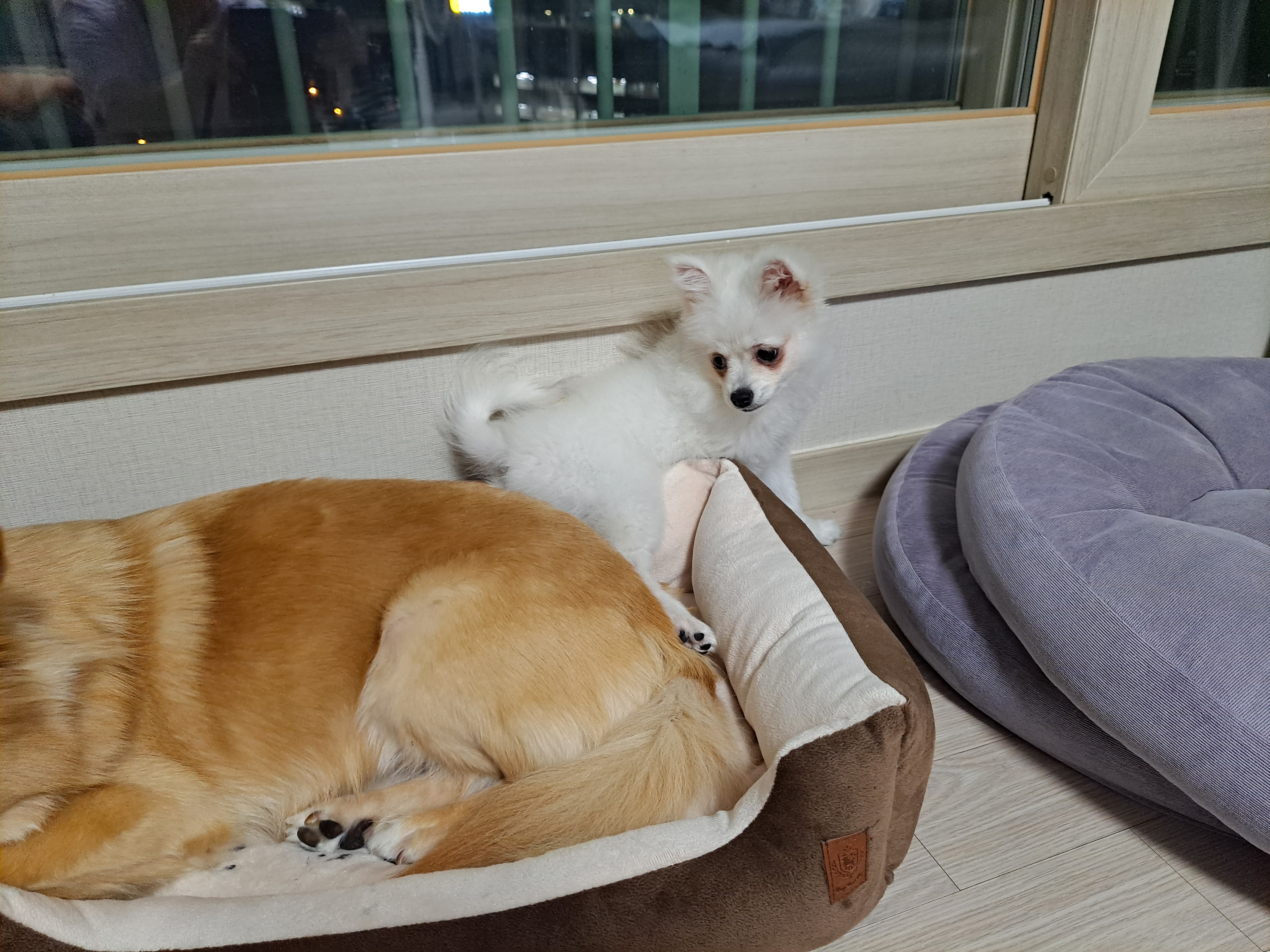 미미(송이)1개월후기입니다