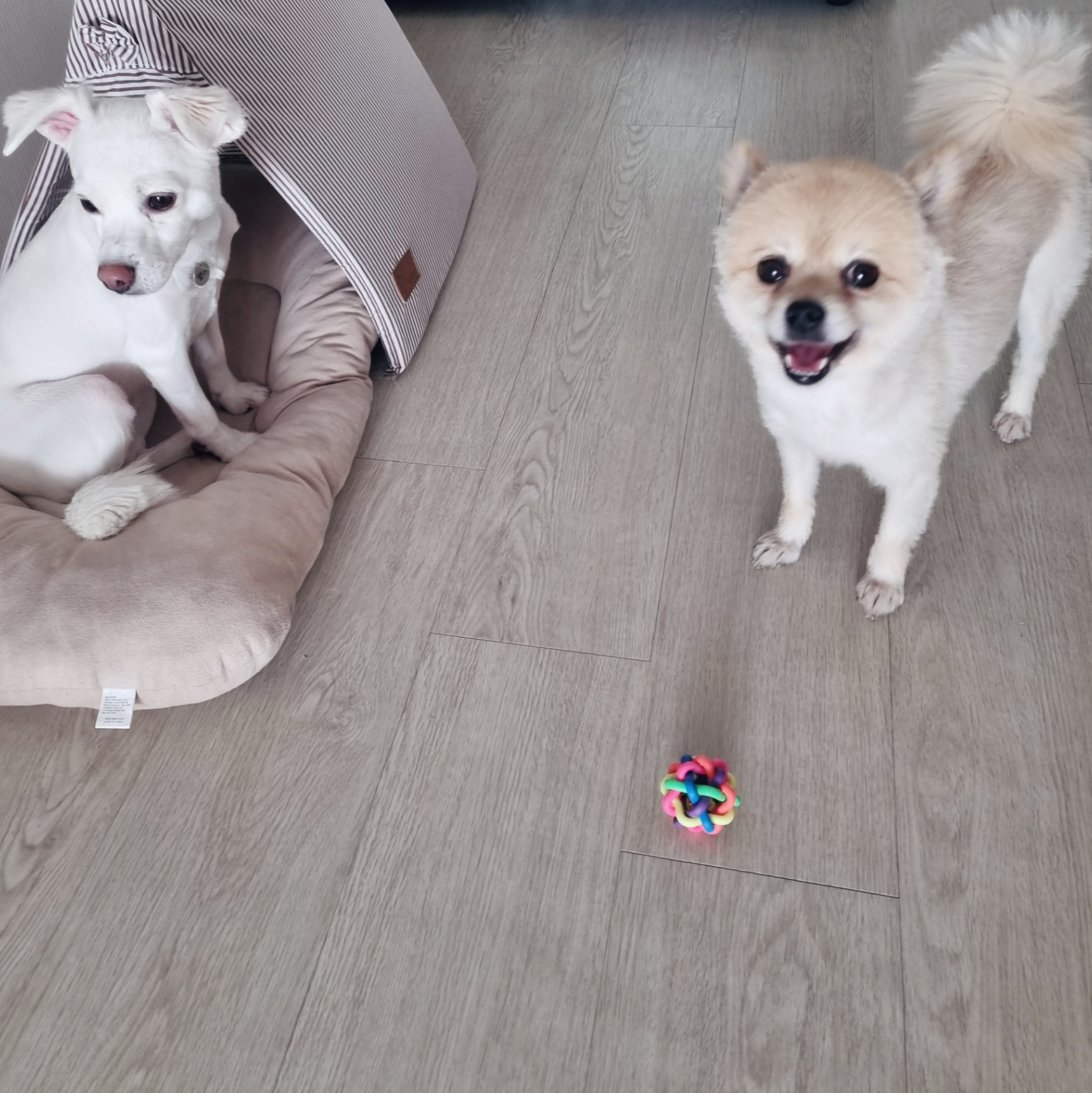 달이(온새)의 한달차 이야기~♡