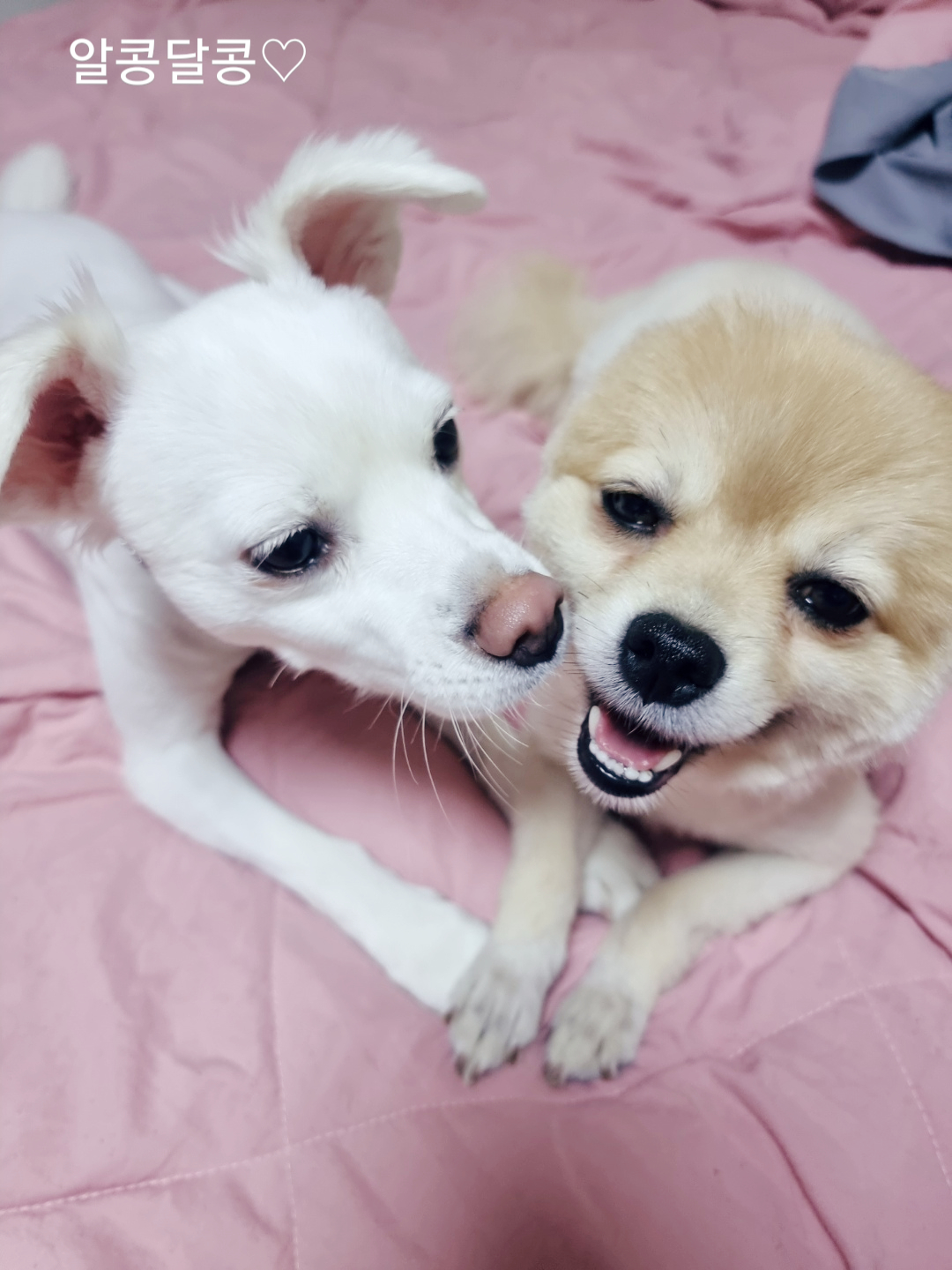 달이(온새)의 한달차 이야기~♡