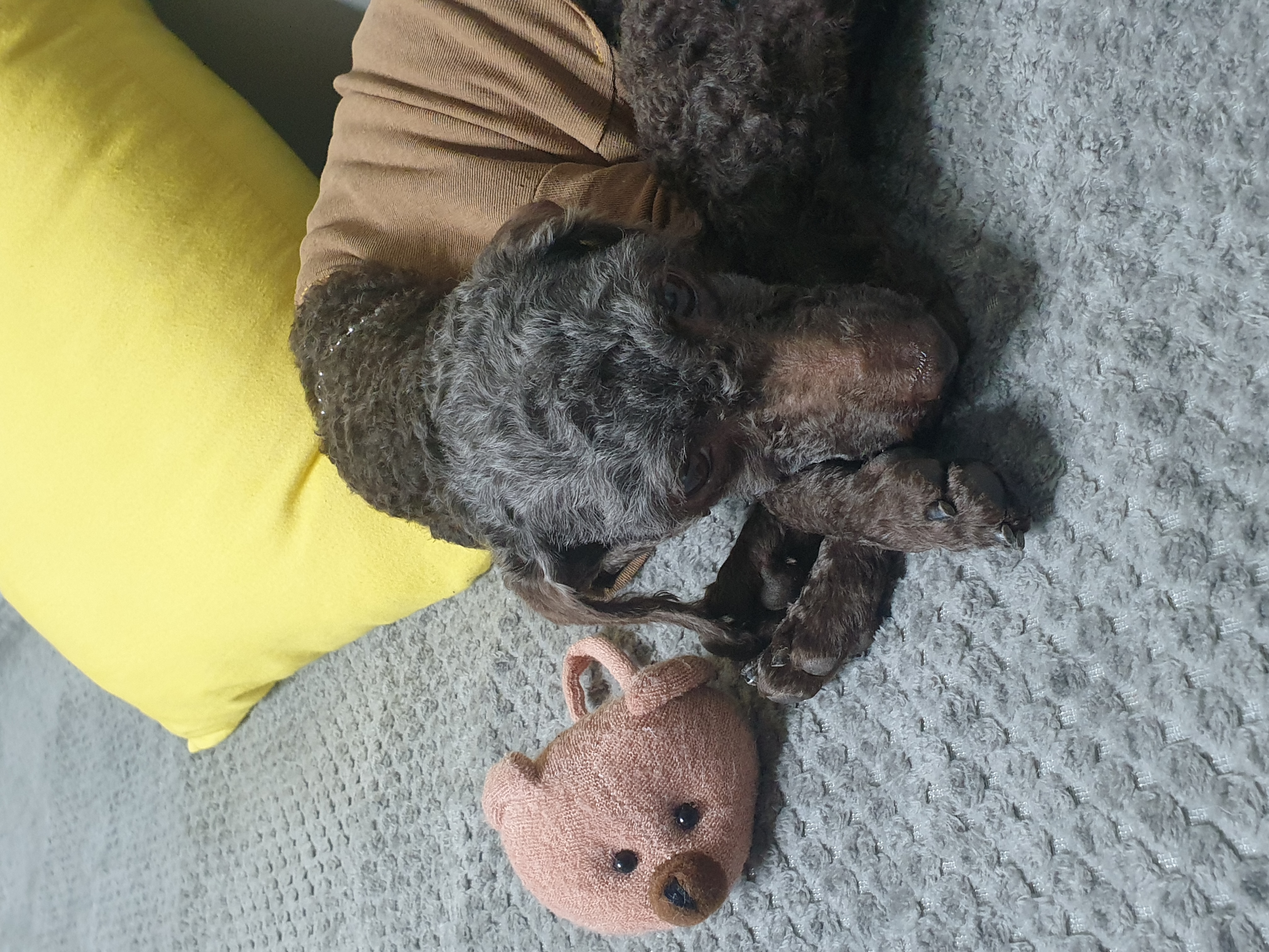 곤지암 깜냥이 (모카) 일주일후기