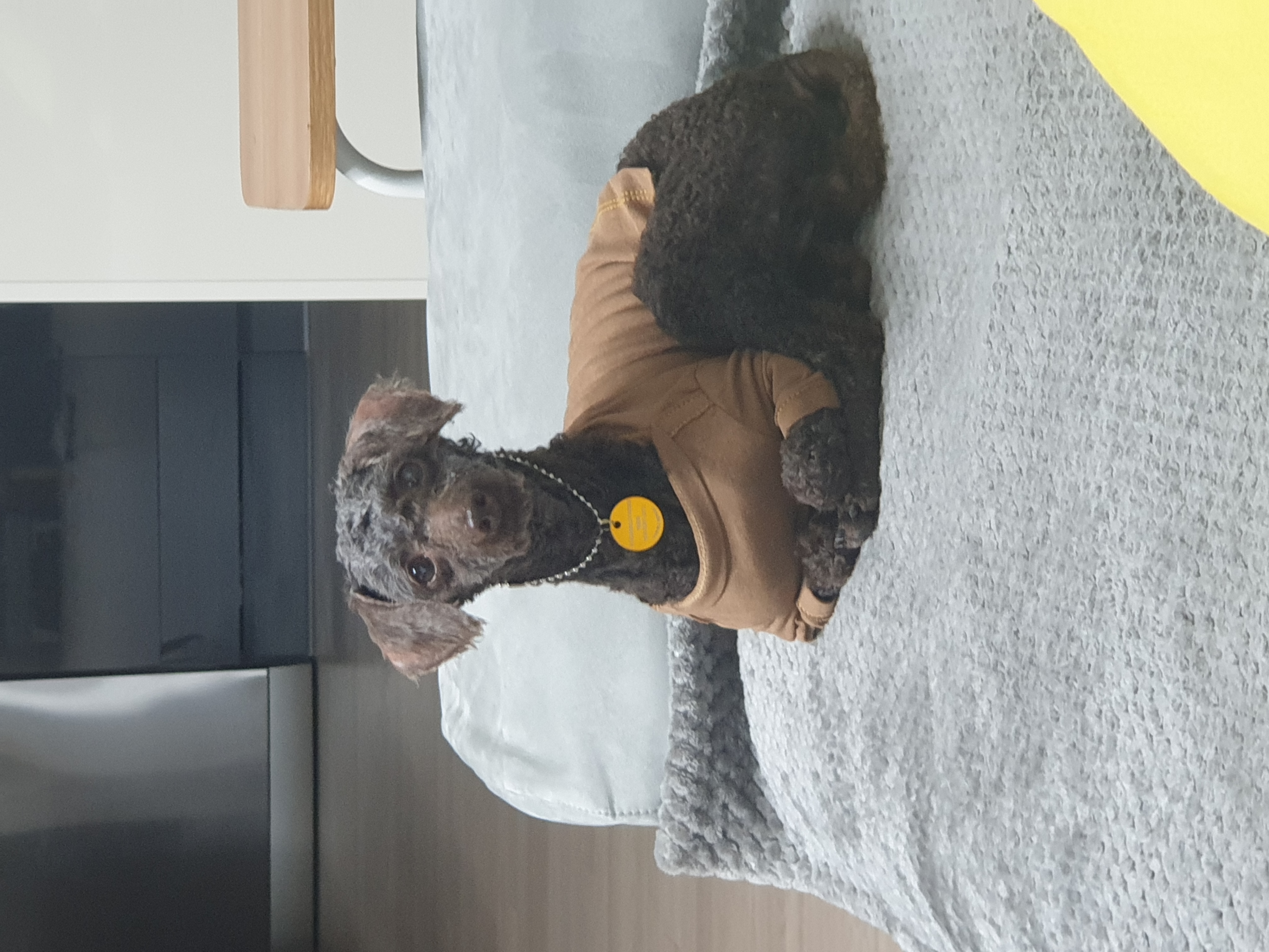 곤지암 깜냥이 (모카) 일주일후기