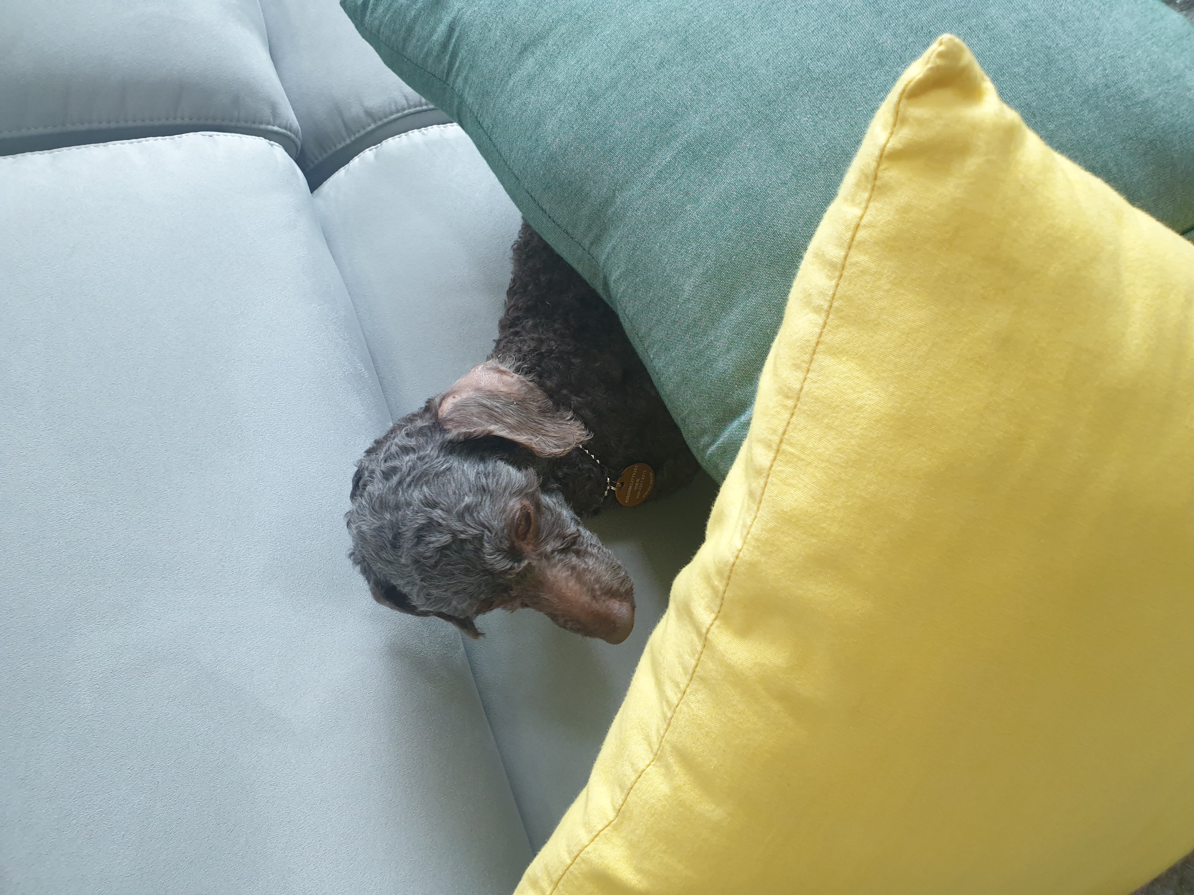 곤지암 깜냥이 (모카) 일주일후기