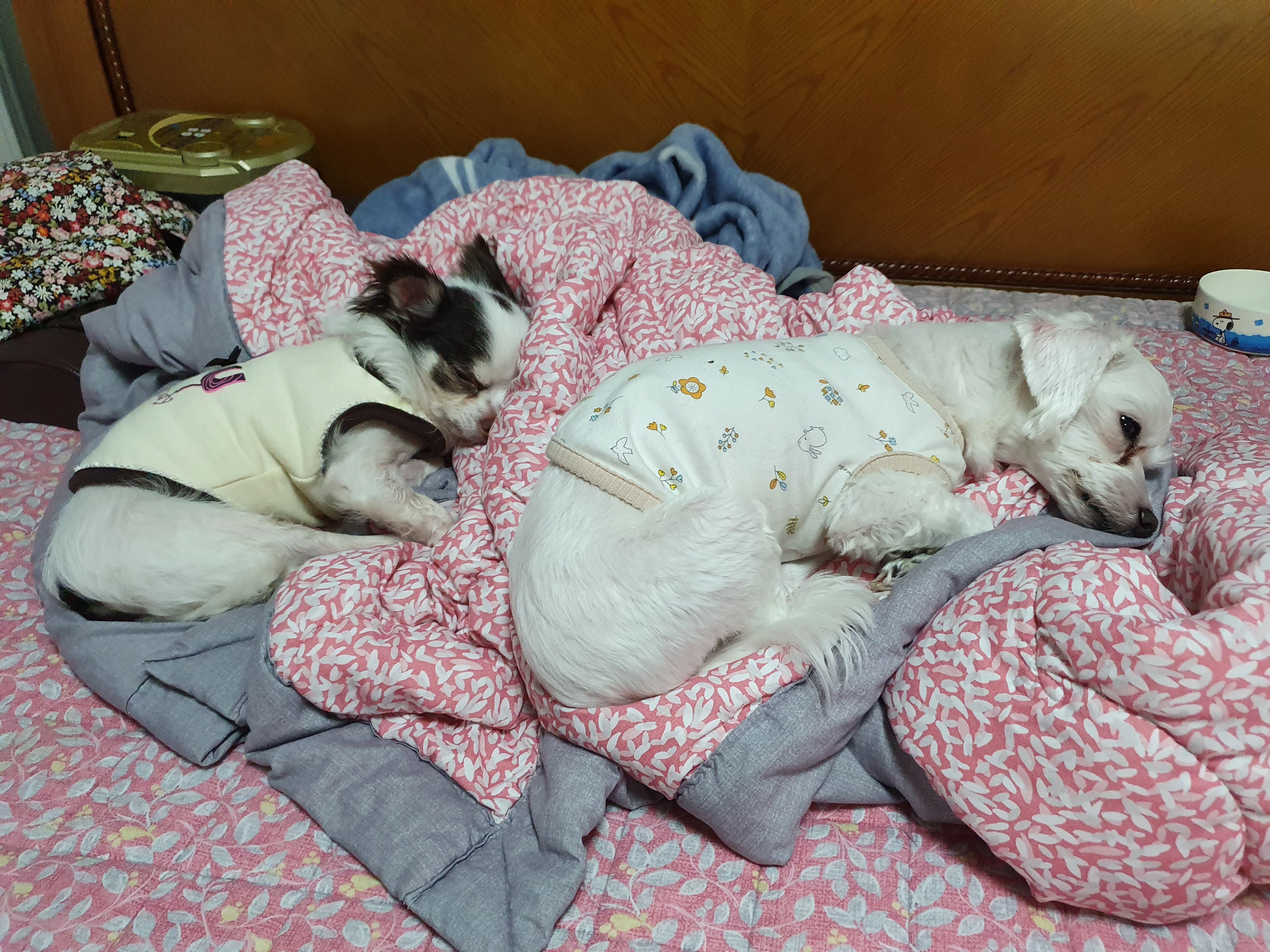 곤지암 산이(히치) 입양 한 달 후 이야기