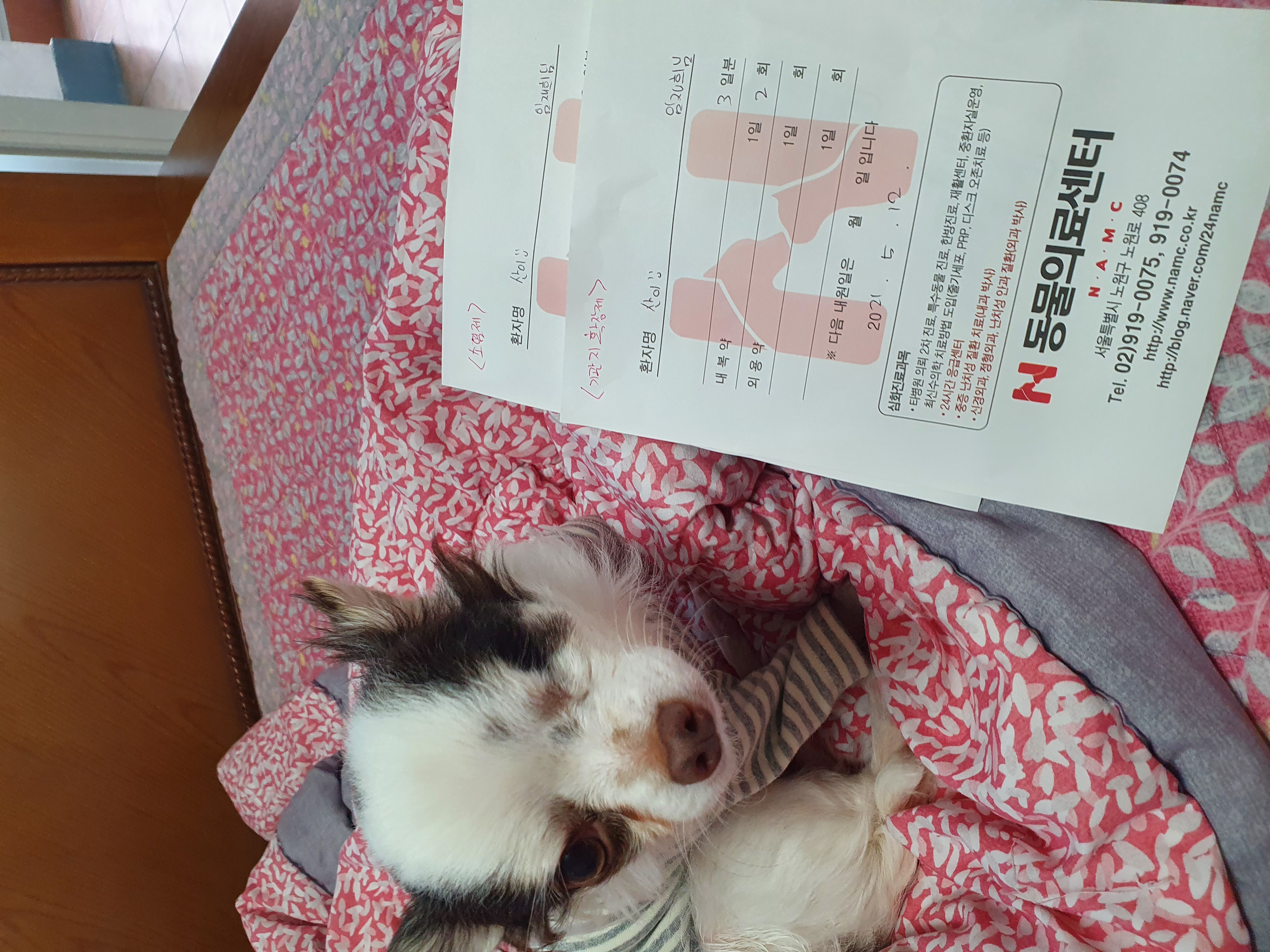 곤지암 산이(히치) 입양 한 달 후 이야기