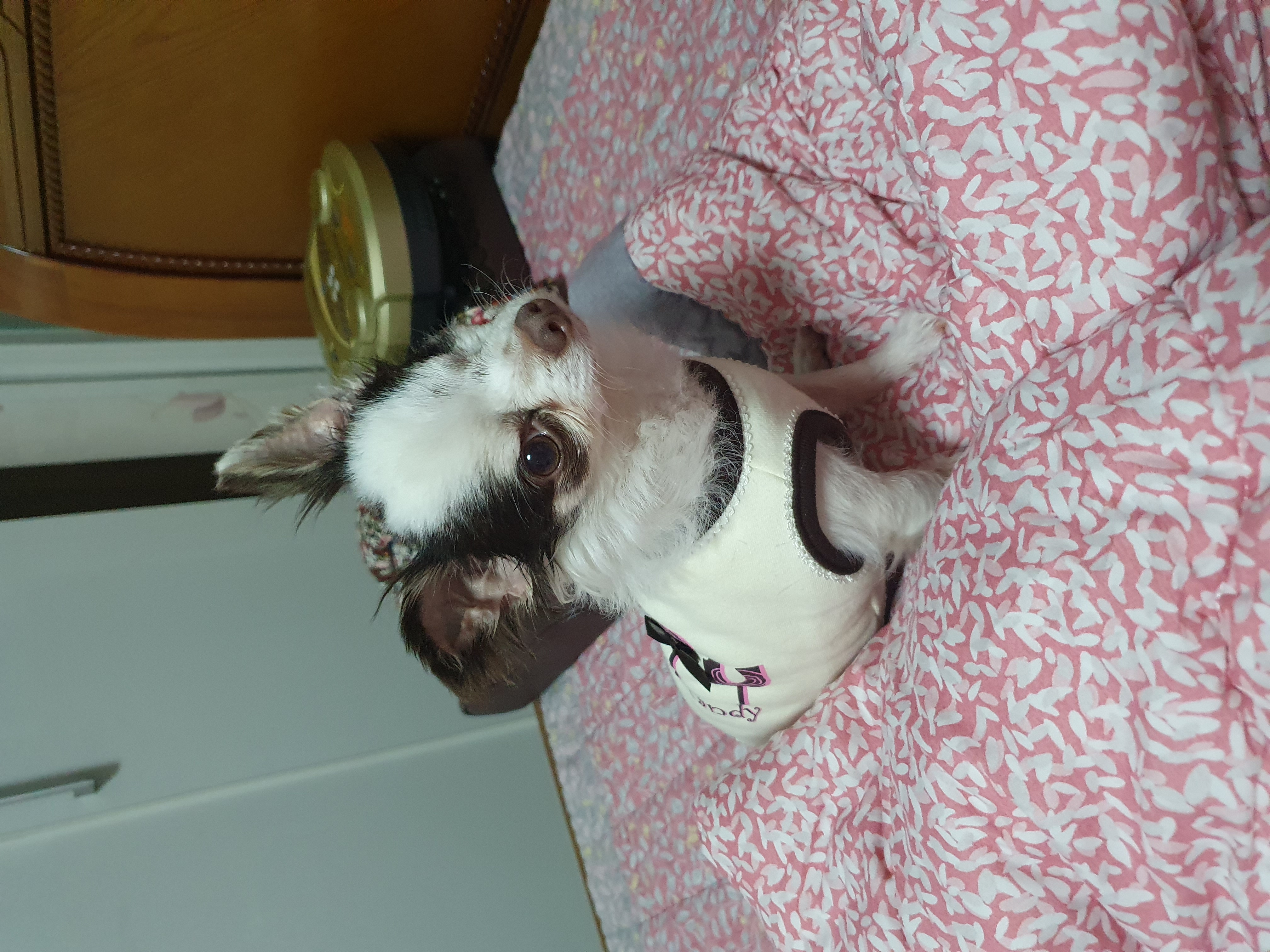 곤지암 산이(히치) 입양 한 달 후 이야기