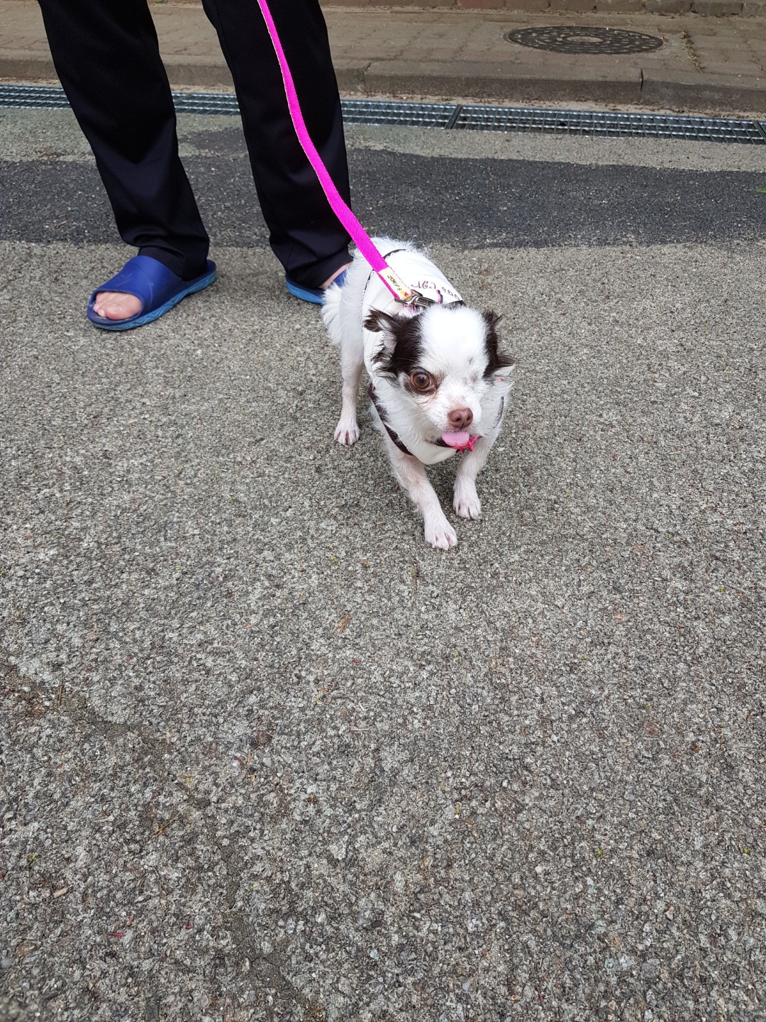 곤지암 산이(히치) 입양 한 달 후 이야기