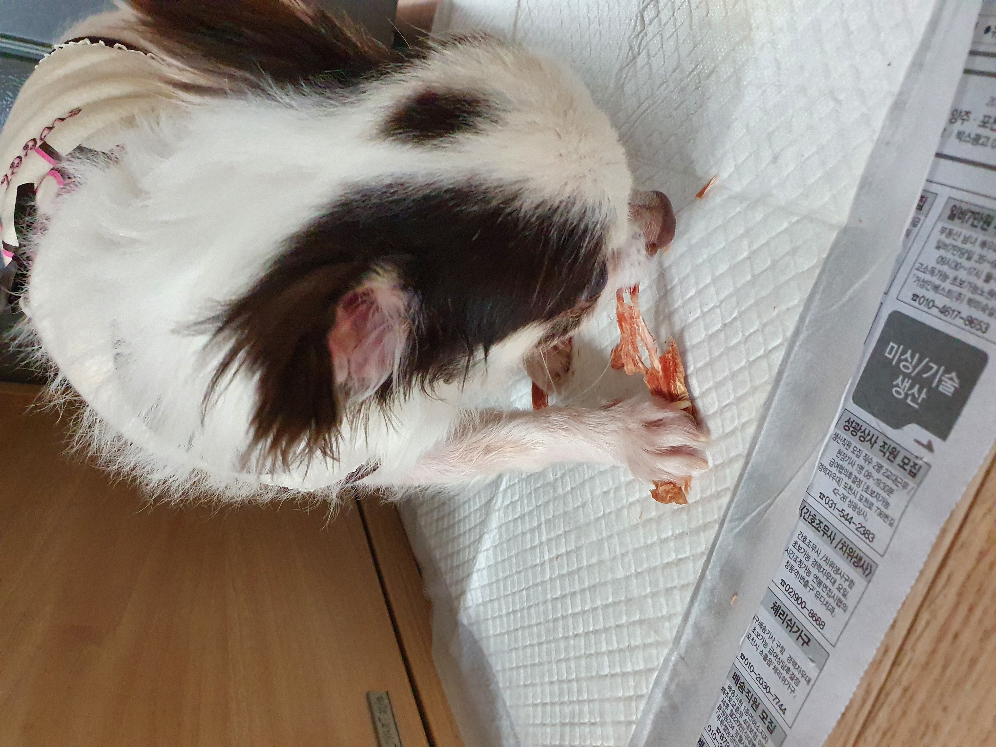 곤지암 산이(히치) 입양 한 달 후 이야기