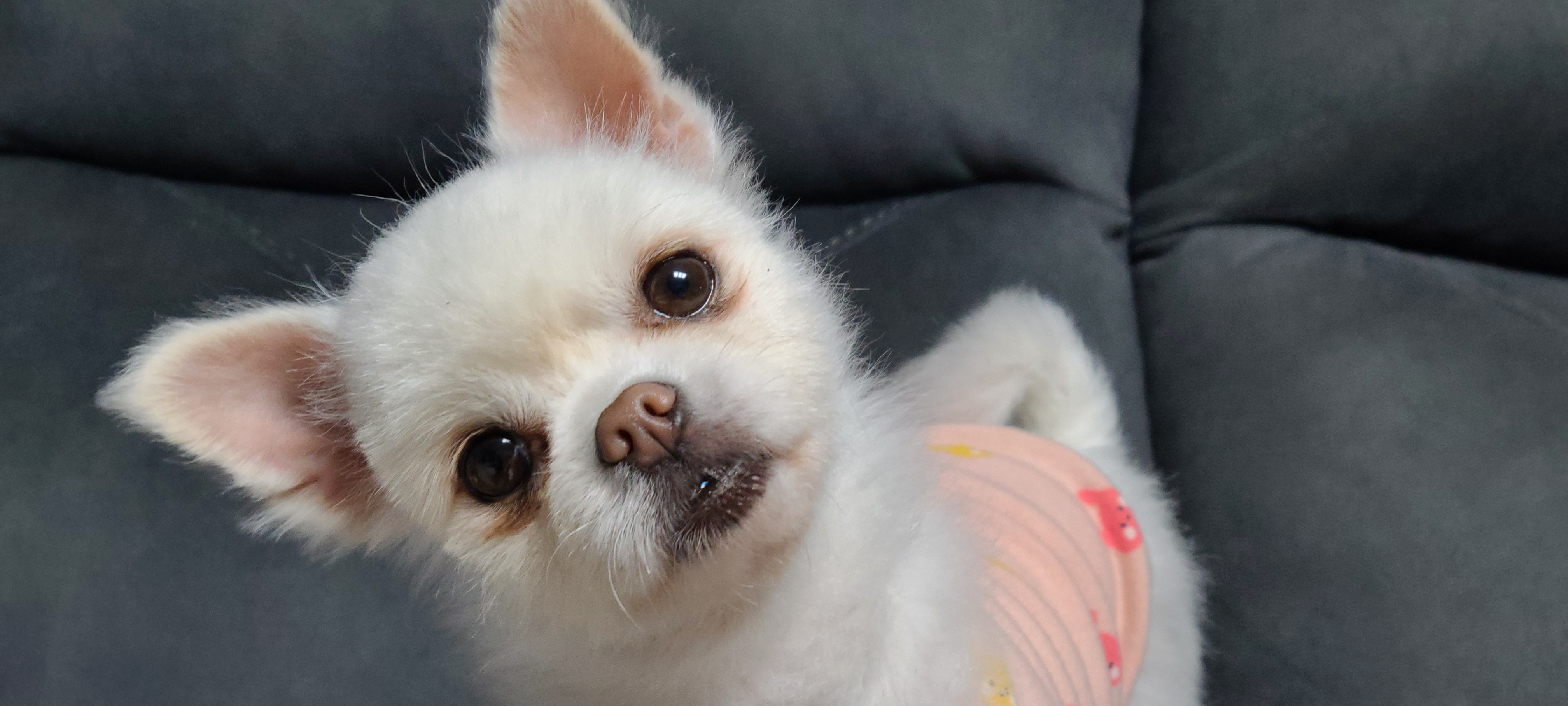 흰돌이 한달 입양후기입니다~