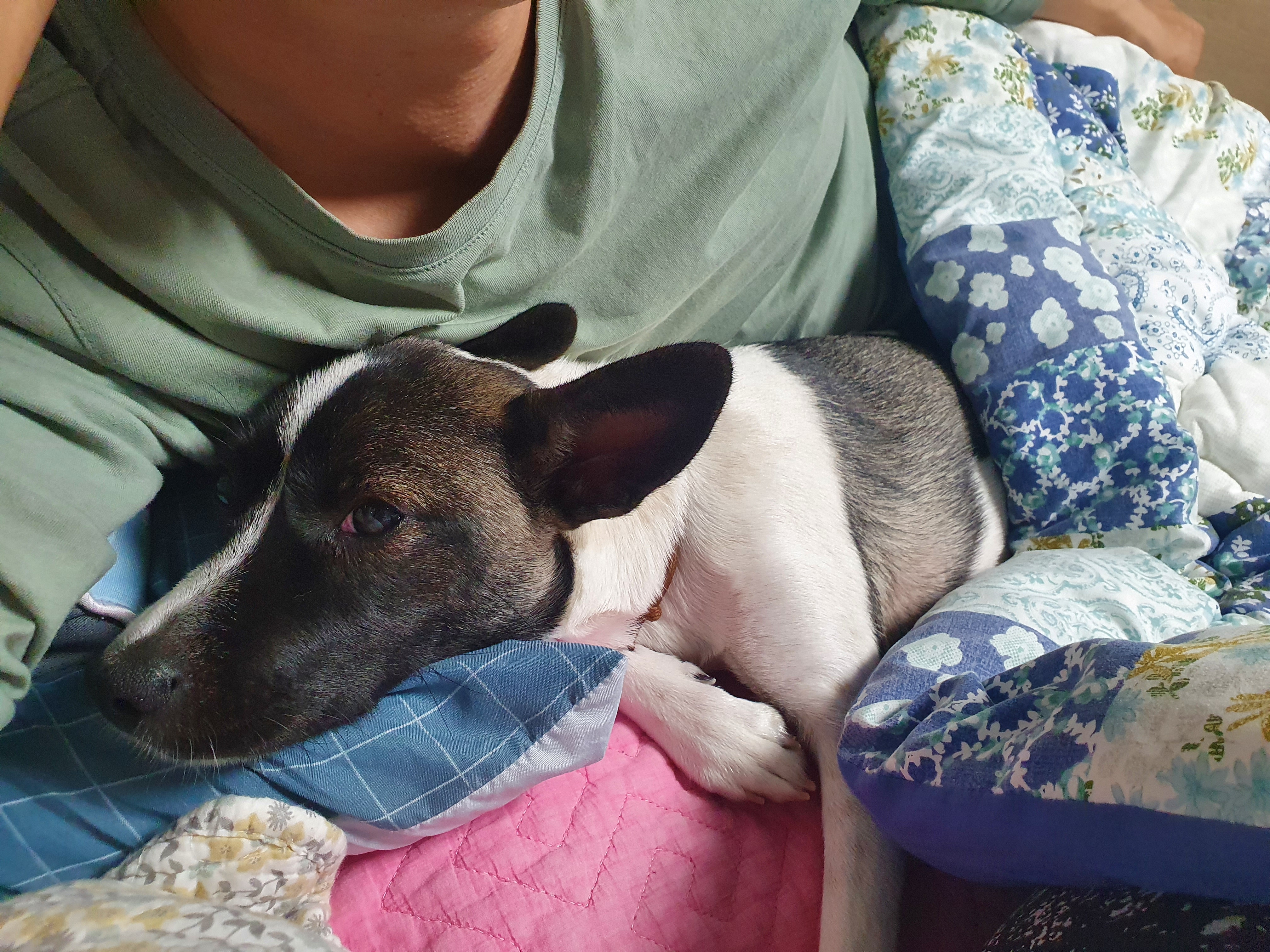 미미 입양후 3개월 이야기예요.