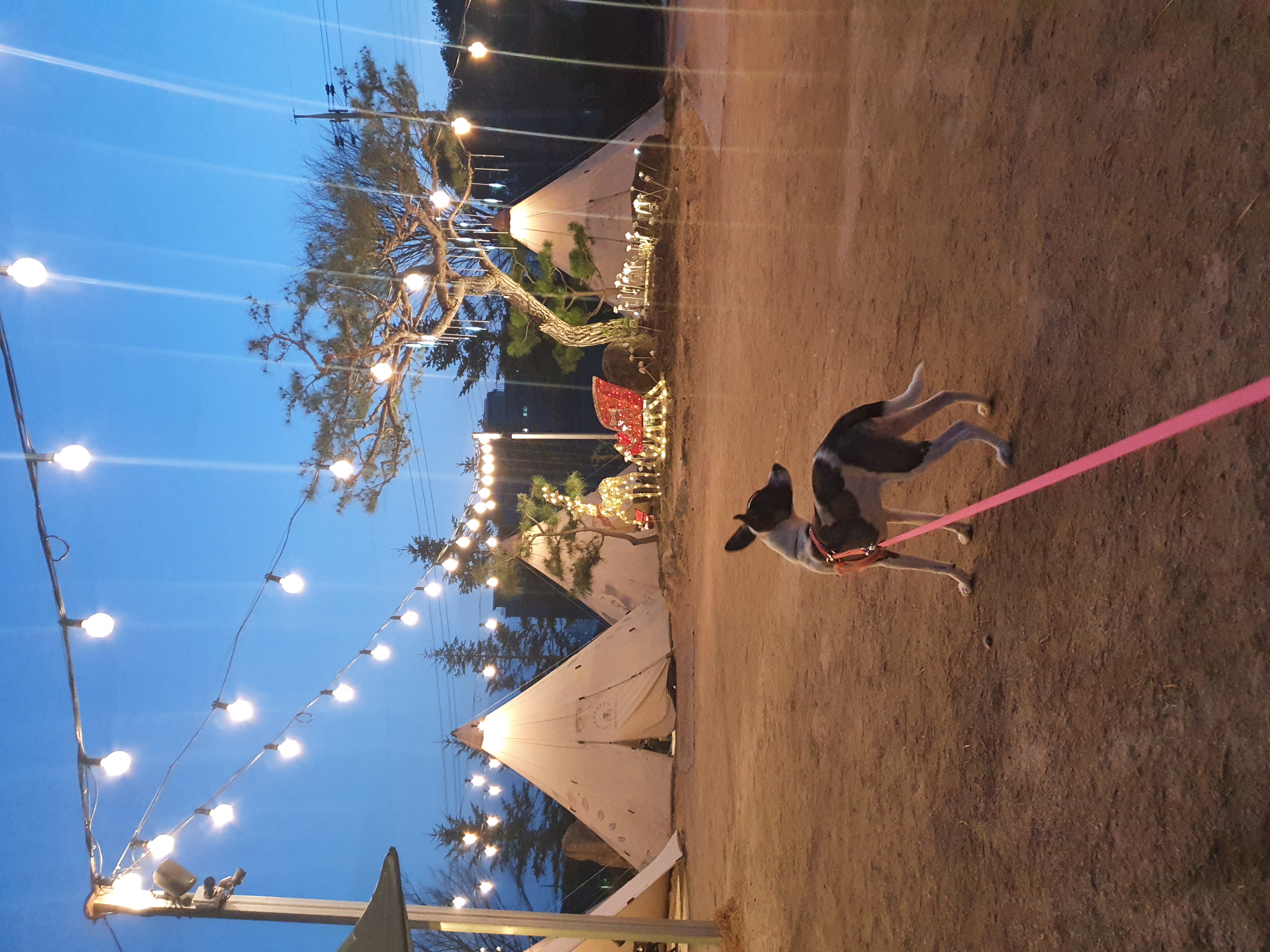 미미 입양후 3개월 이야기예요.