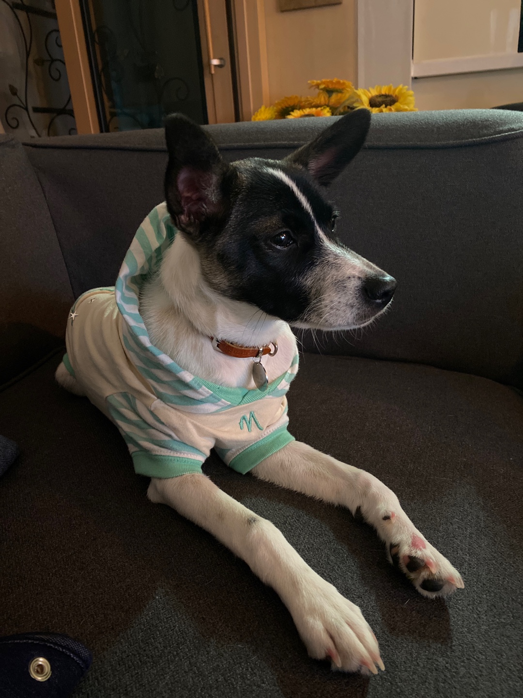 미미 입양후 3개월 이야기예요.