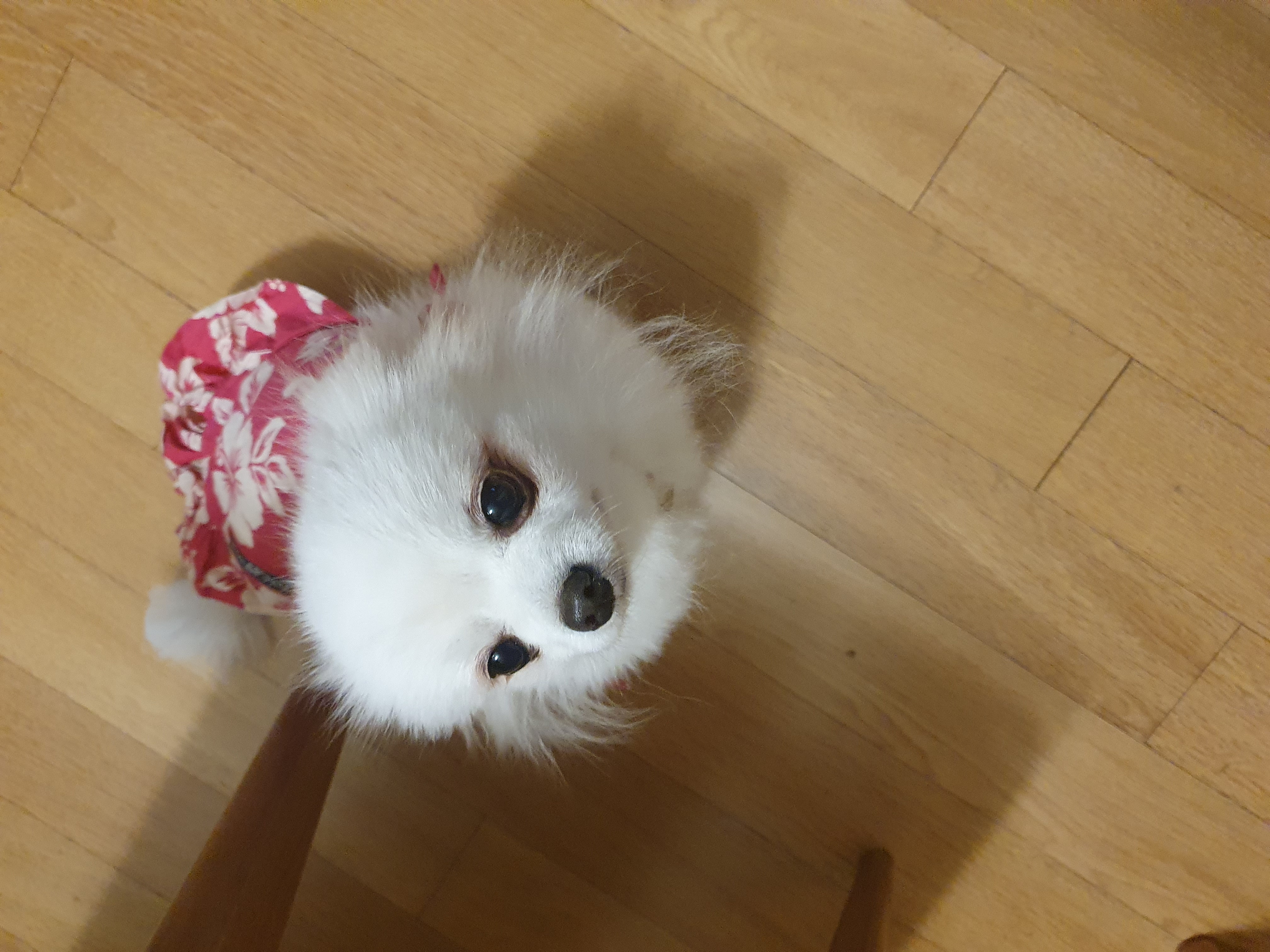 [봄 설희 그레] 막내 그레 근황입니다.