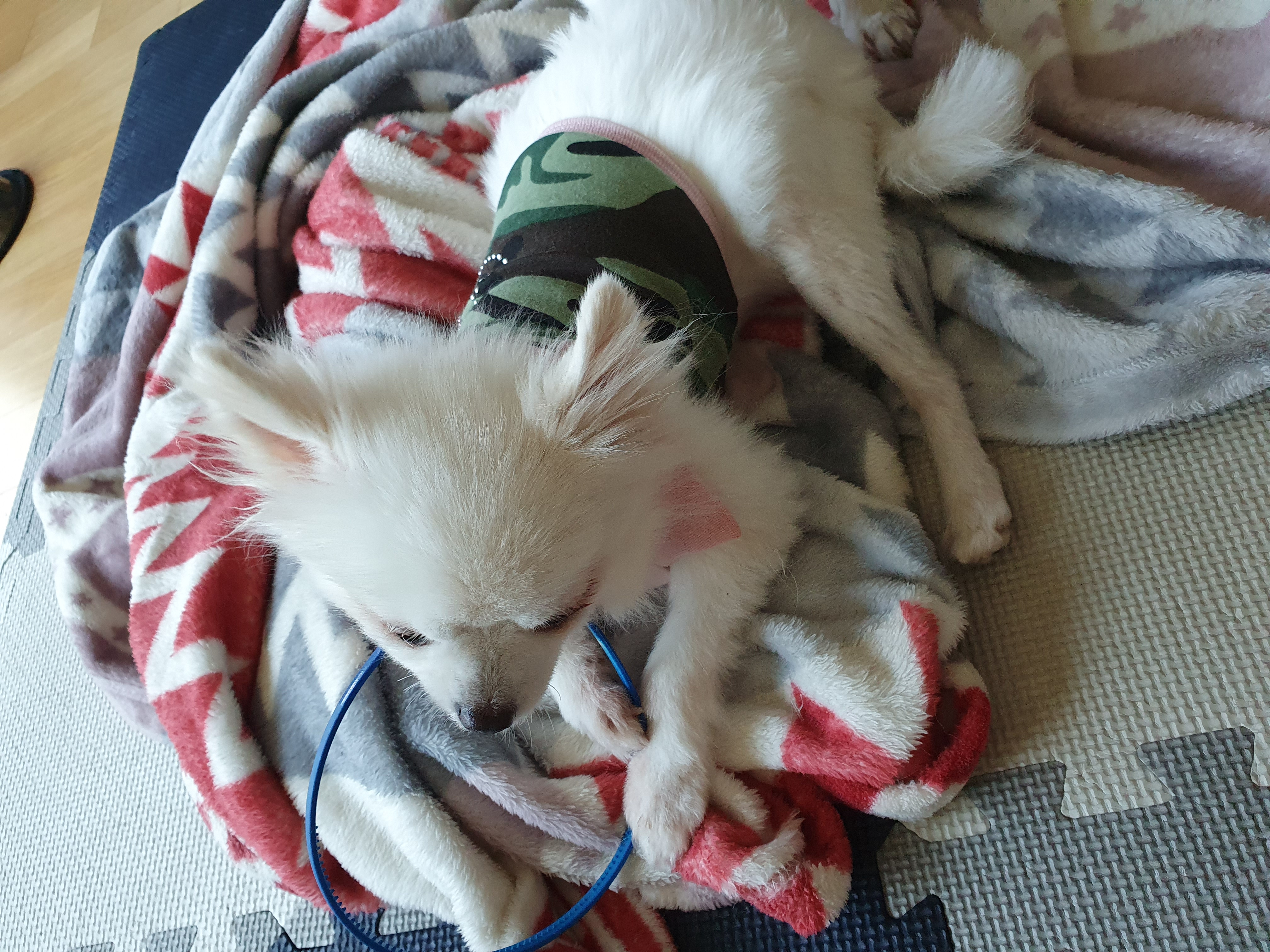 [봄 설희 그레] 막내 그레 근황입니다.