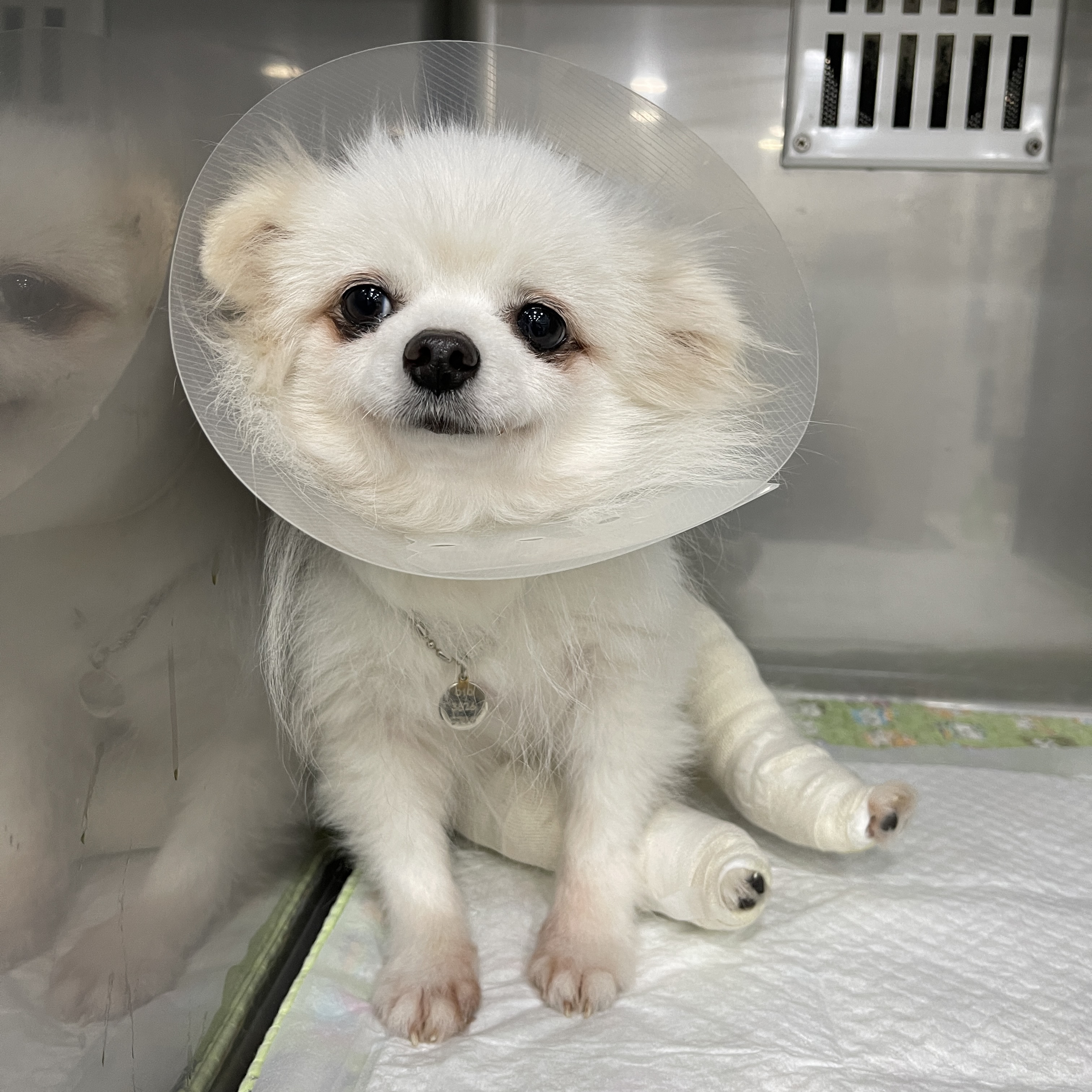 [봄 설희 그레] 막내 그레 근황입니다.