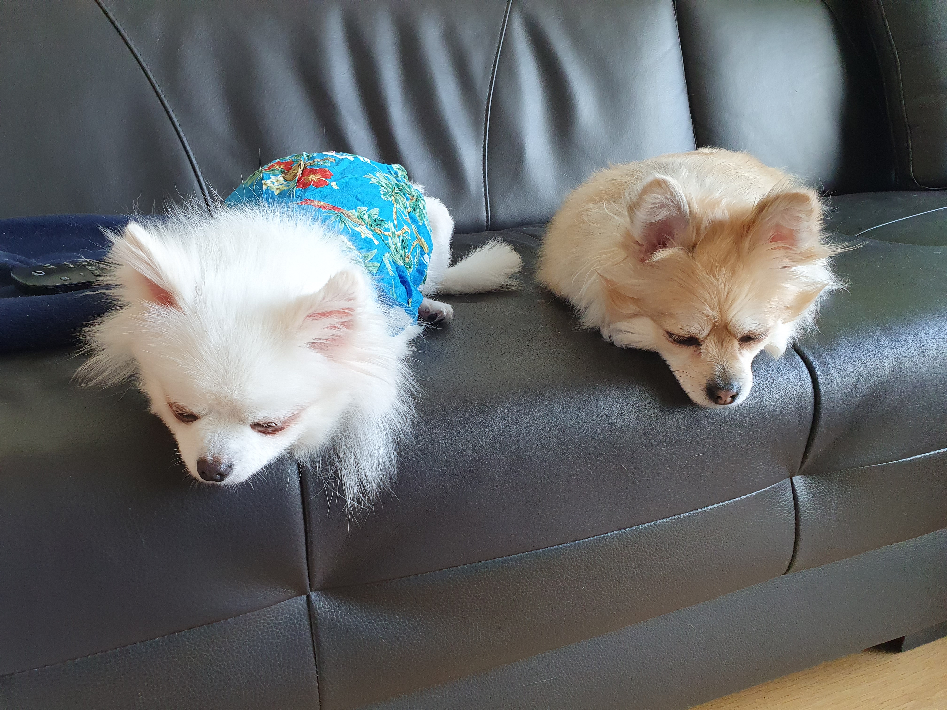 [봄 설희 그레] 막내 그레 근황입니다.