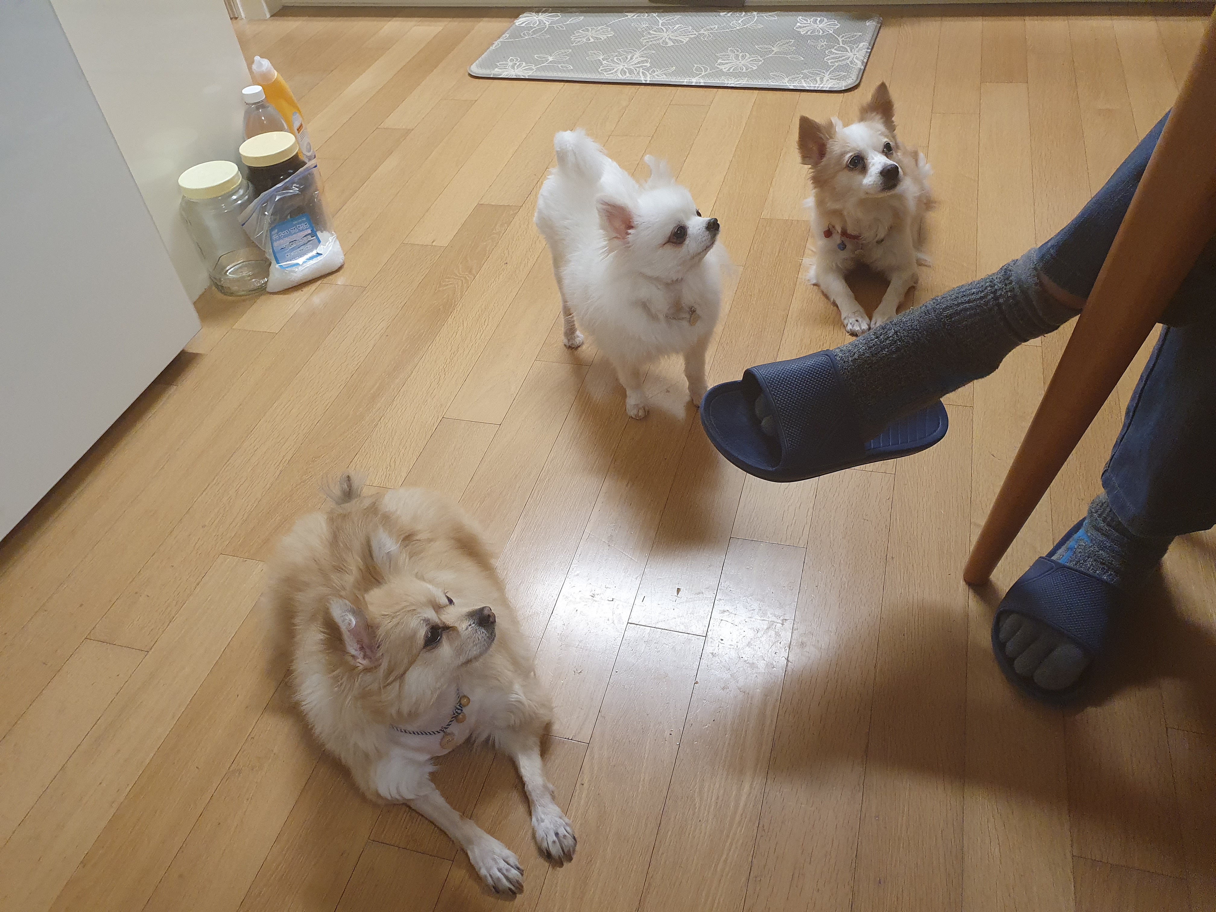 [봄 설희 그레] 막내 그레 근황입니다.