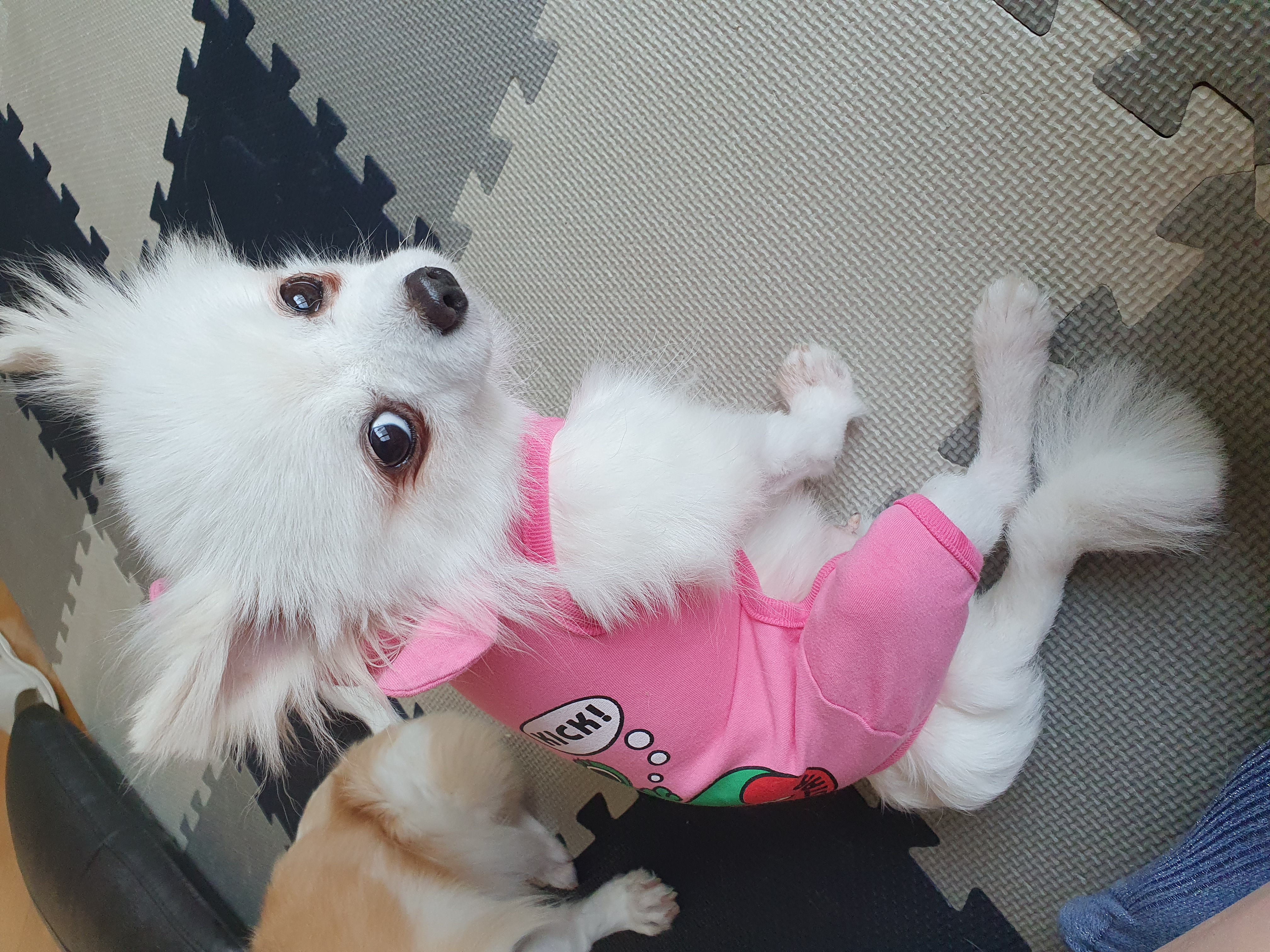 [봄 설희 그레] 막내 그레 근황입니다.