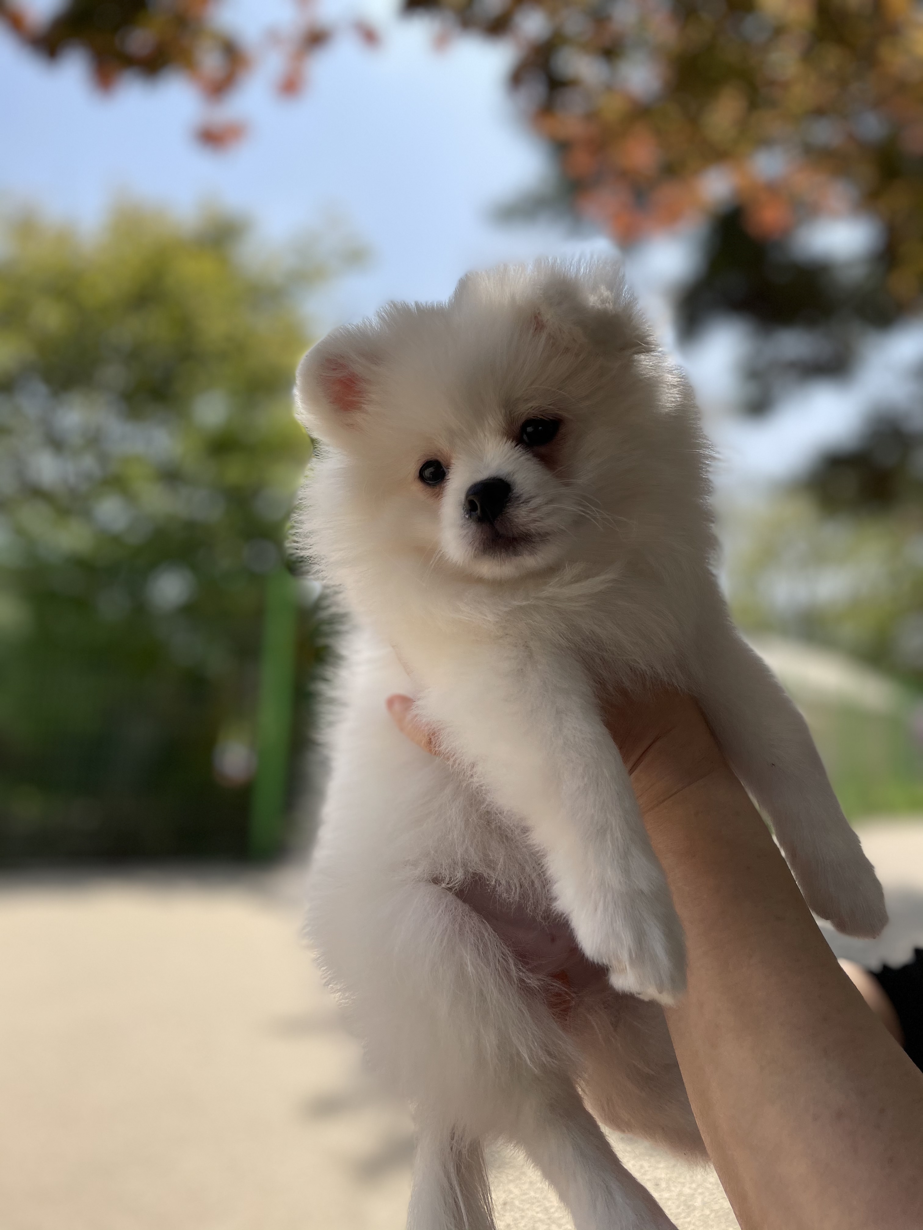 곤지암 마사(복댕이) 만난지 2달이 지났어요~
