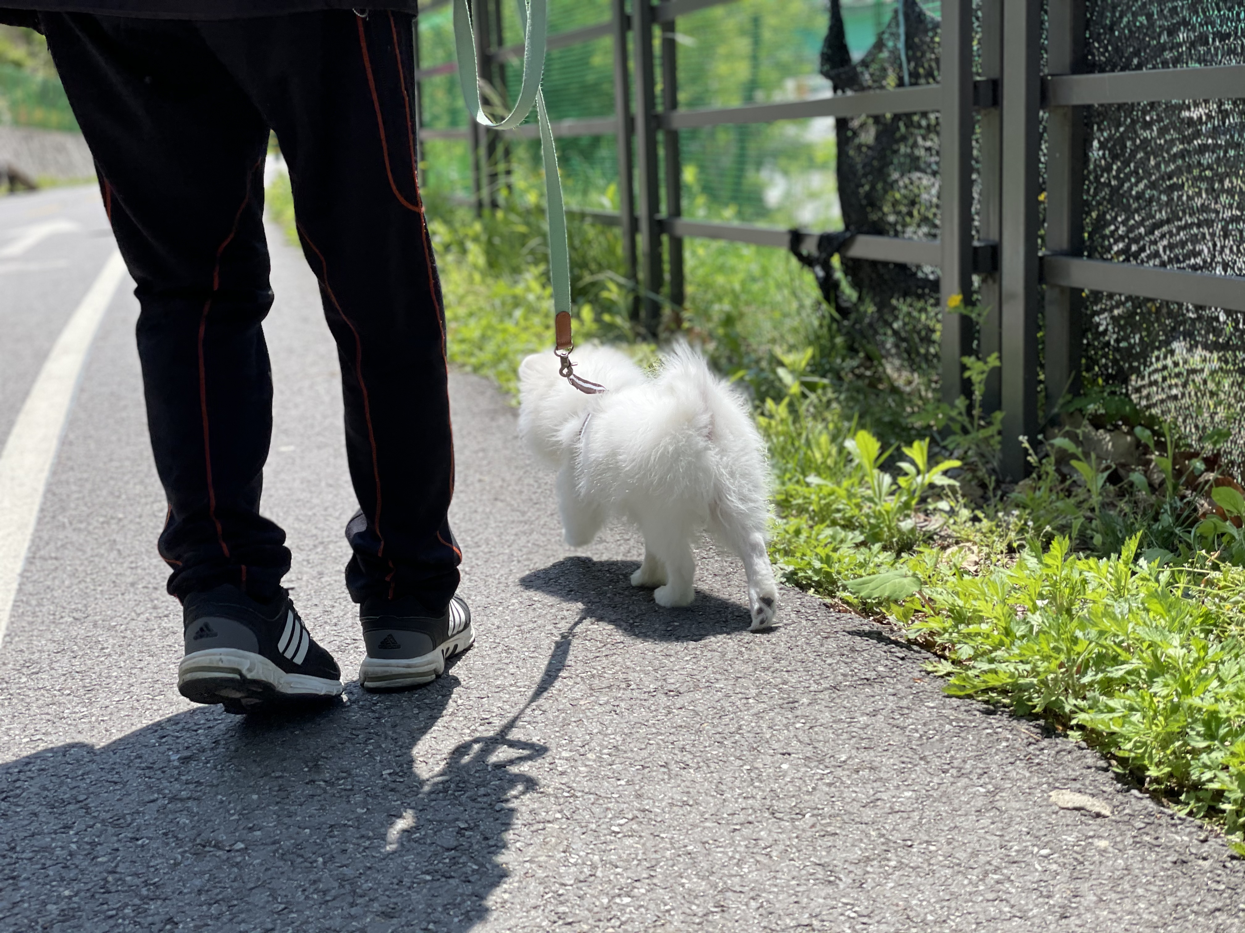 곤지암 마사(복댕이) 만난지 2달이 지났어요~